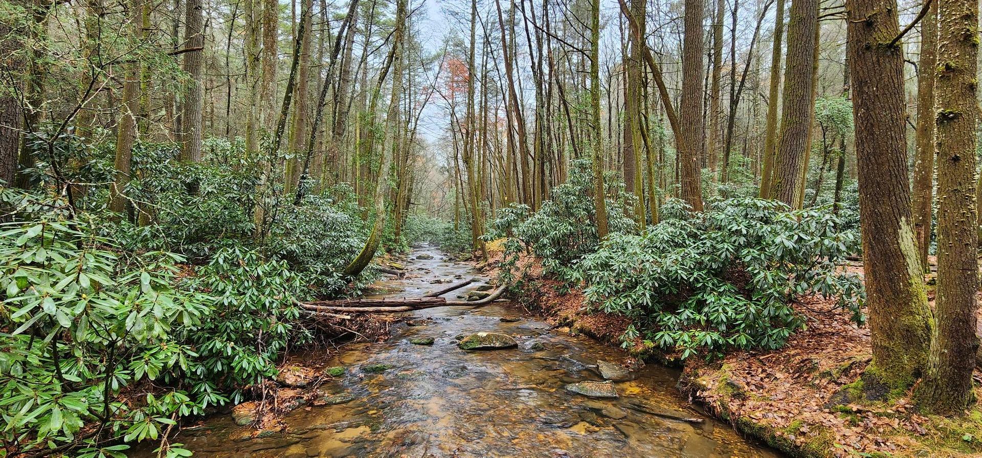 A clear stream flows through a dense, green forest under soft light.