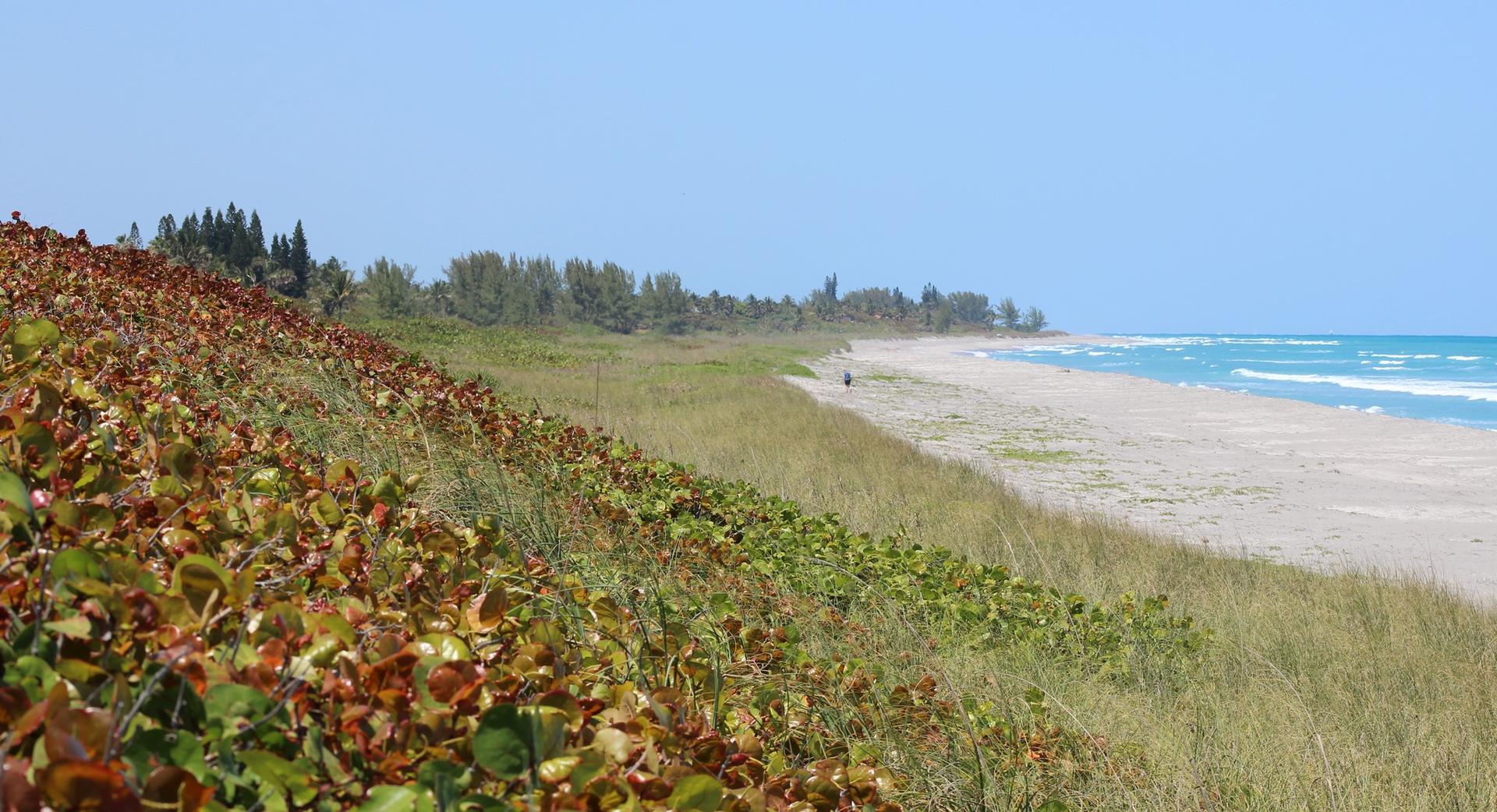 Sunny coastal landscape with vibrant green and red vegetation, sandy beach, and blue ocean.