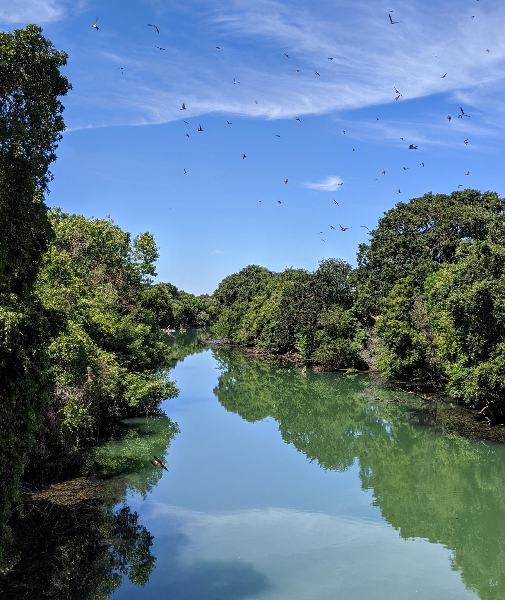 Calm river reflecting blue sky, flanked by green trees, with birds flying.