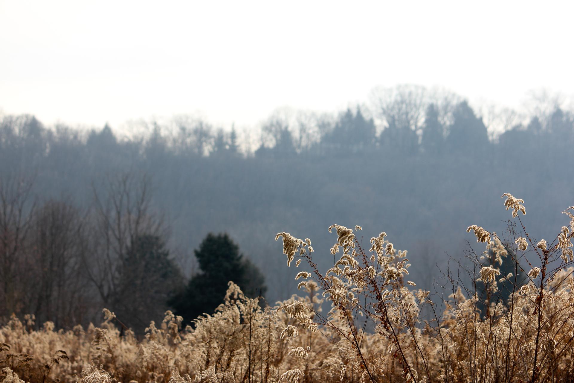 Brightly lit dry grasses in front of a hazy, forested hillside.