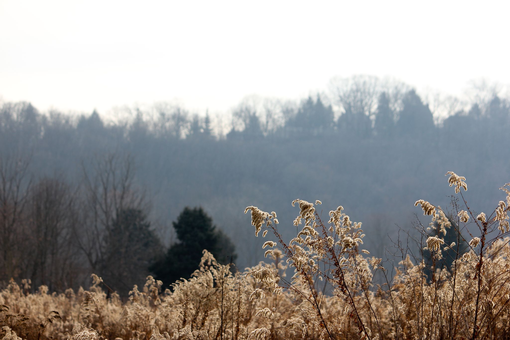 Brightly lit dry grasses in front of a hazy, forested hillside. - Thornburg and Johnson's Trail