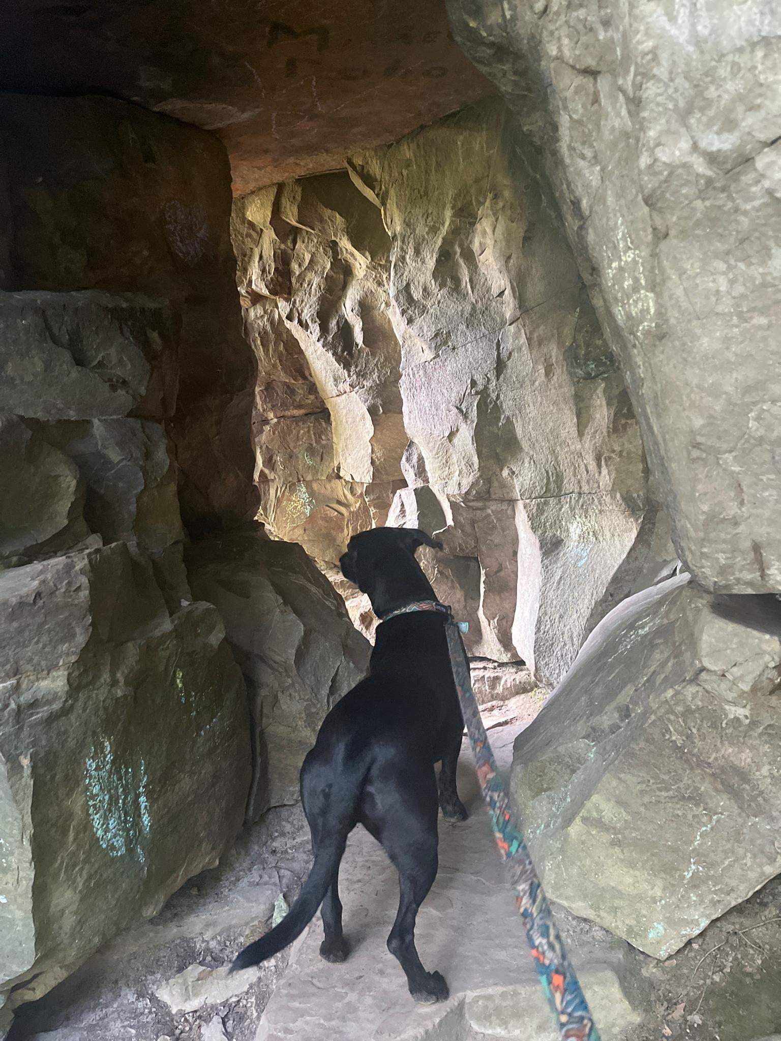 A black dog stands in a narrow, rocky cave passage, looking forward.