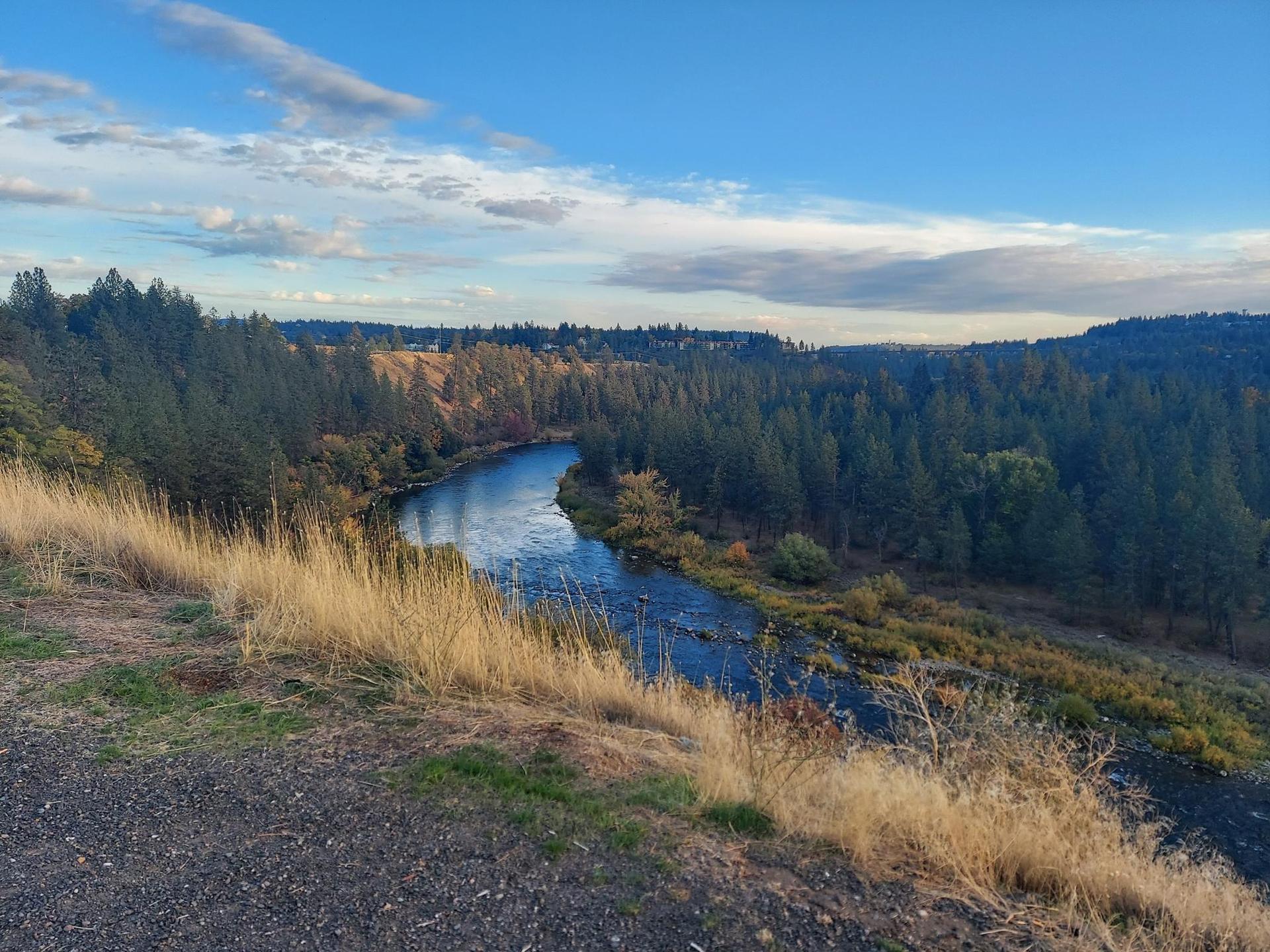 Wide river curving through a lush forest under a blue sky.
