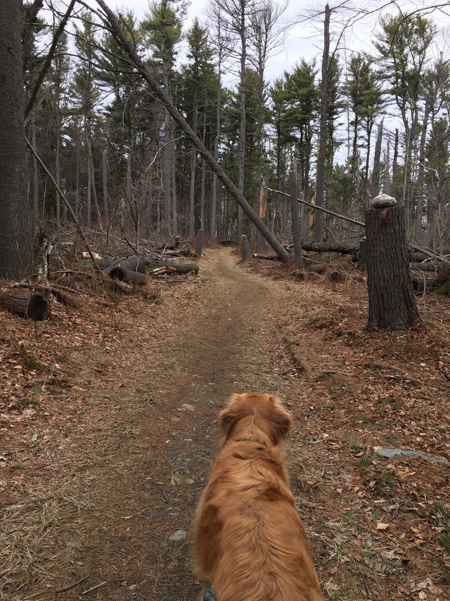 A golden retriever walks on a forest path under an overcast sky.