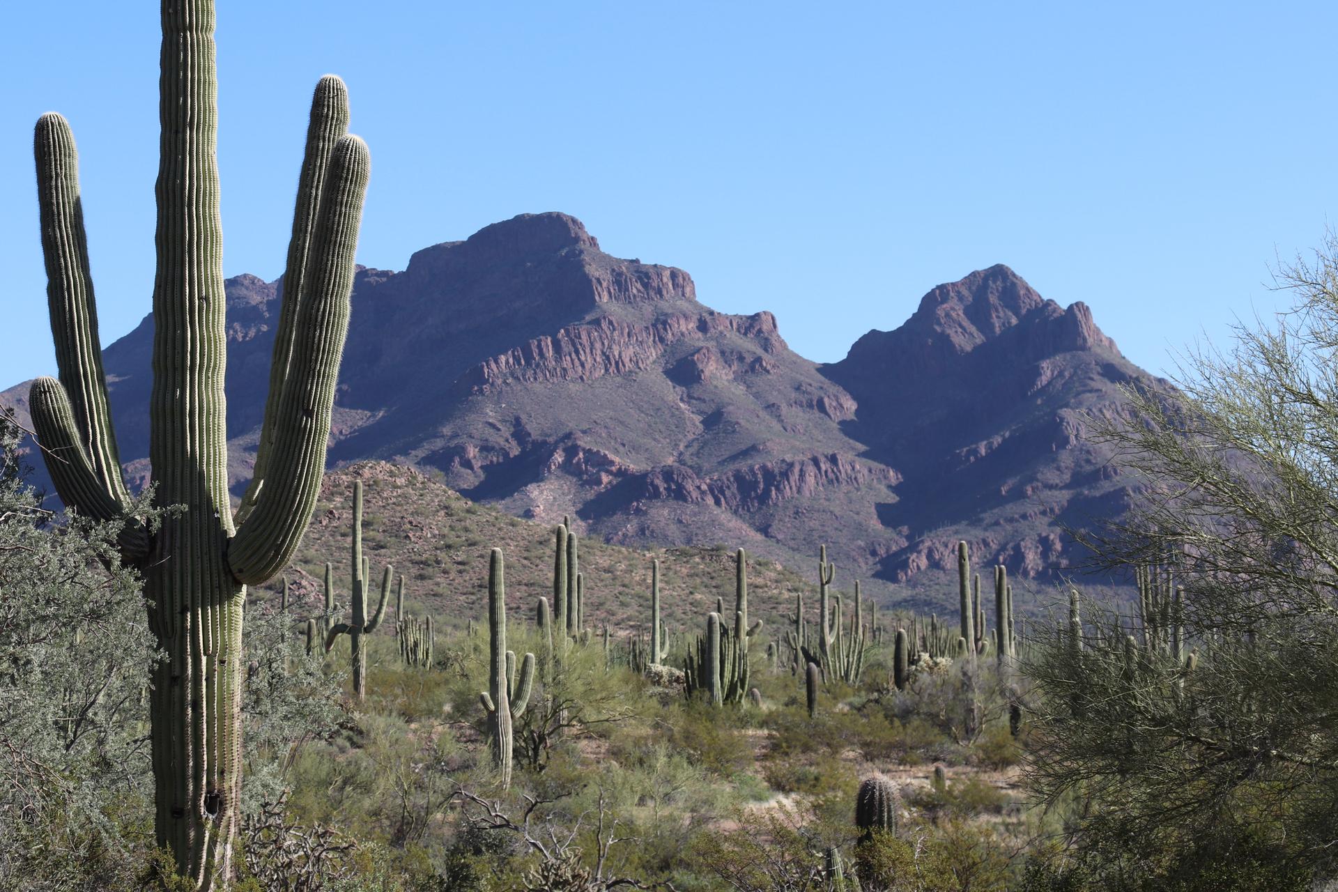 Saguaro cactus in foreground, desert mountains and brush under clear sky.