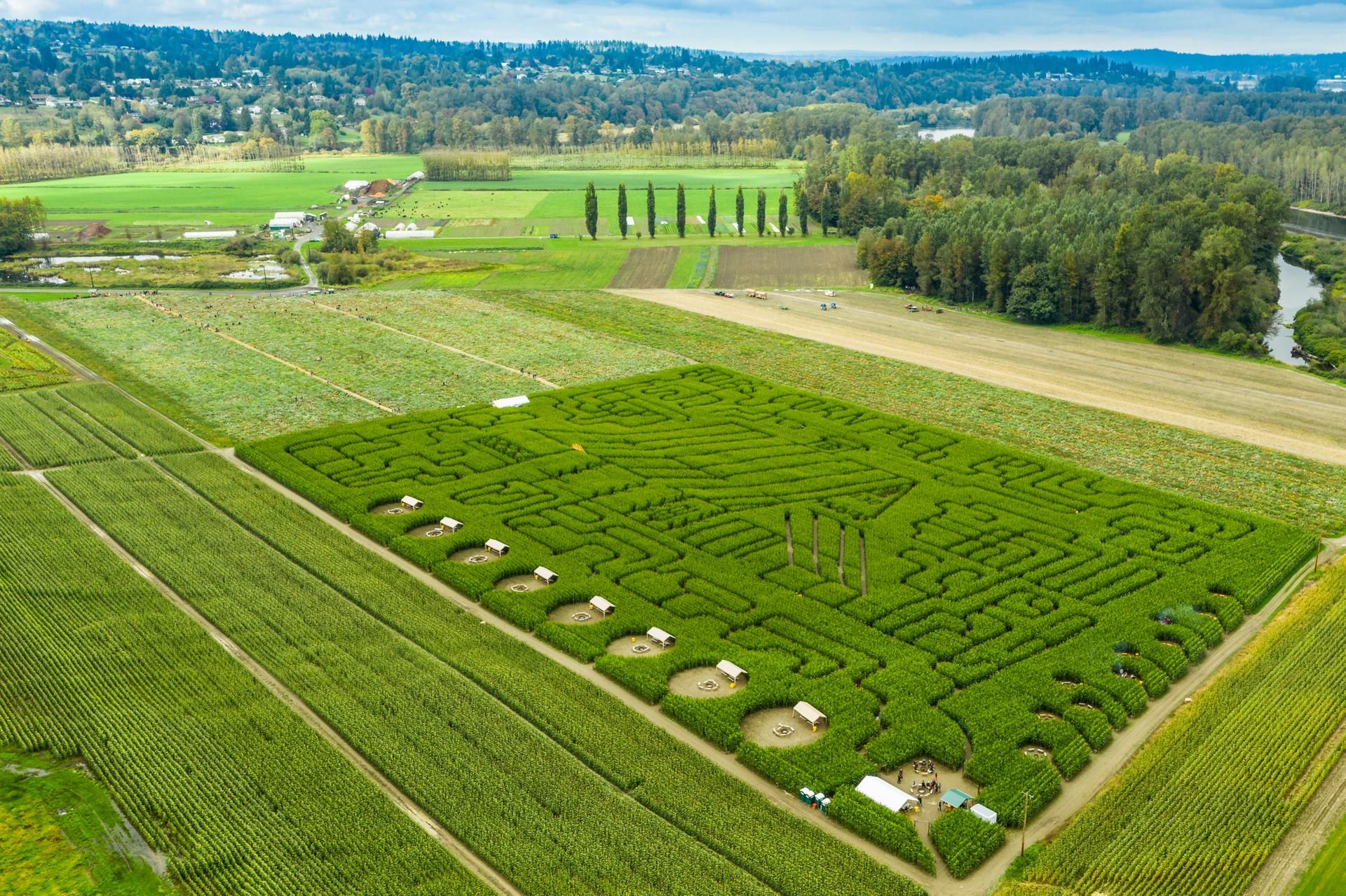 Aerial view of a large, intricate corn maze surrounded by green fields.