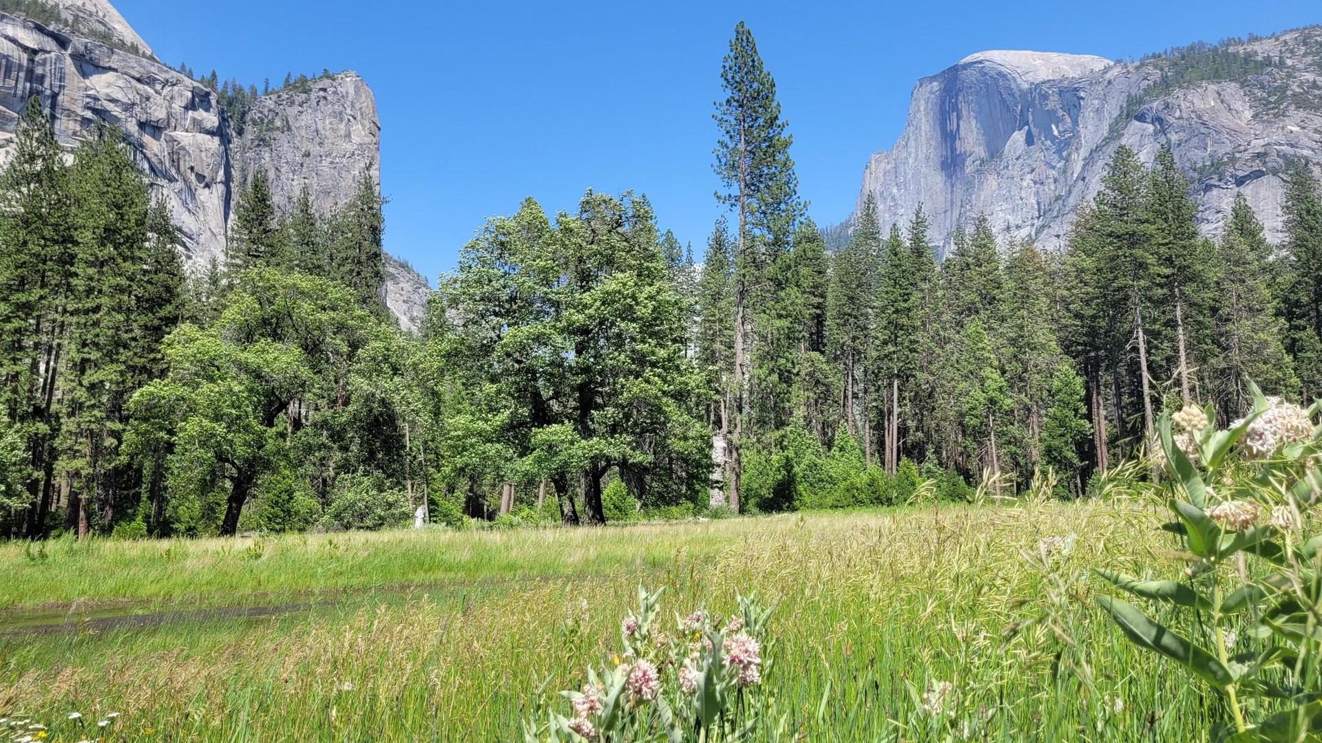 Green meadow with wildflowers, tall trees, and majestic rocky mountains under clear sky.