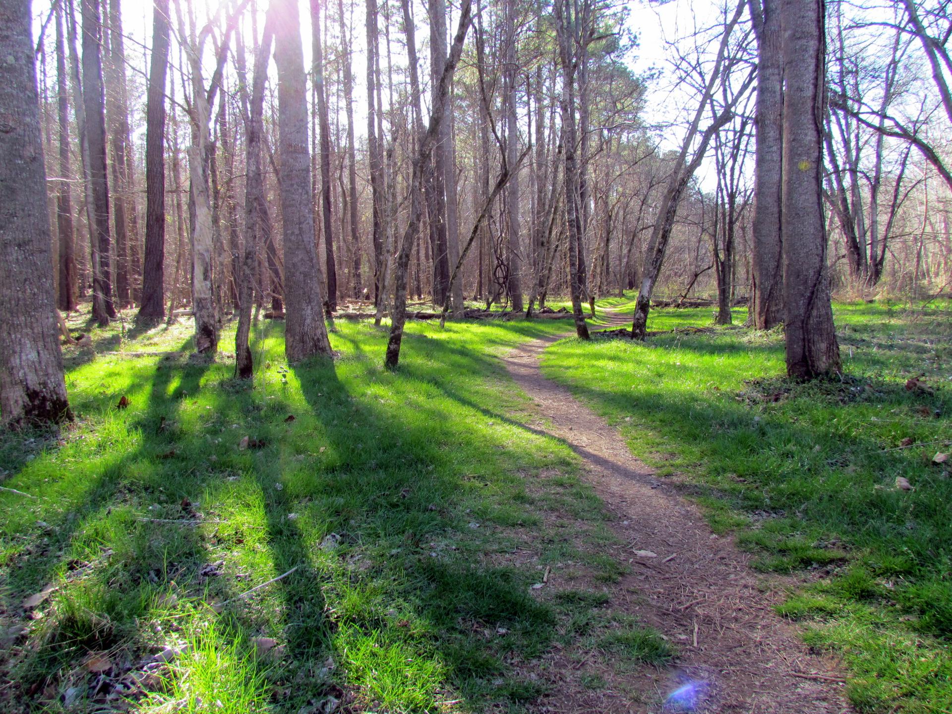 Sunlit dirt path winding through a forest with bright green grass.