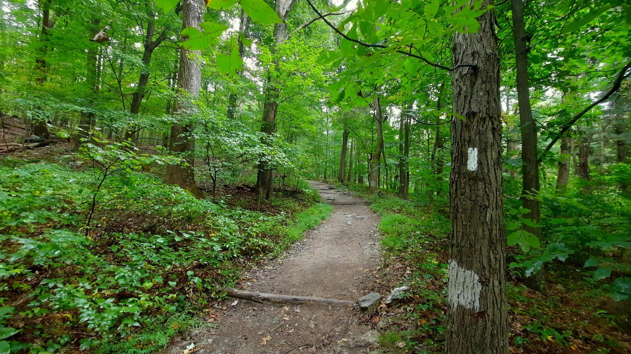 A dirt trail winding through a lush green forest with a marked tree.