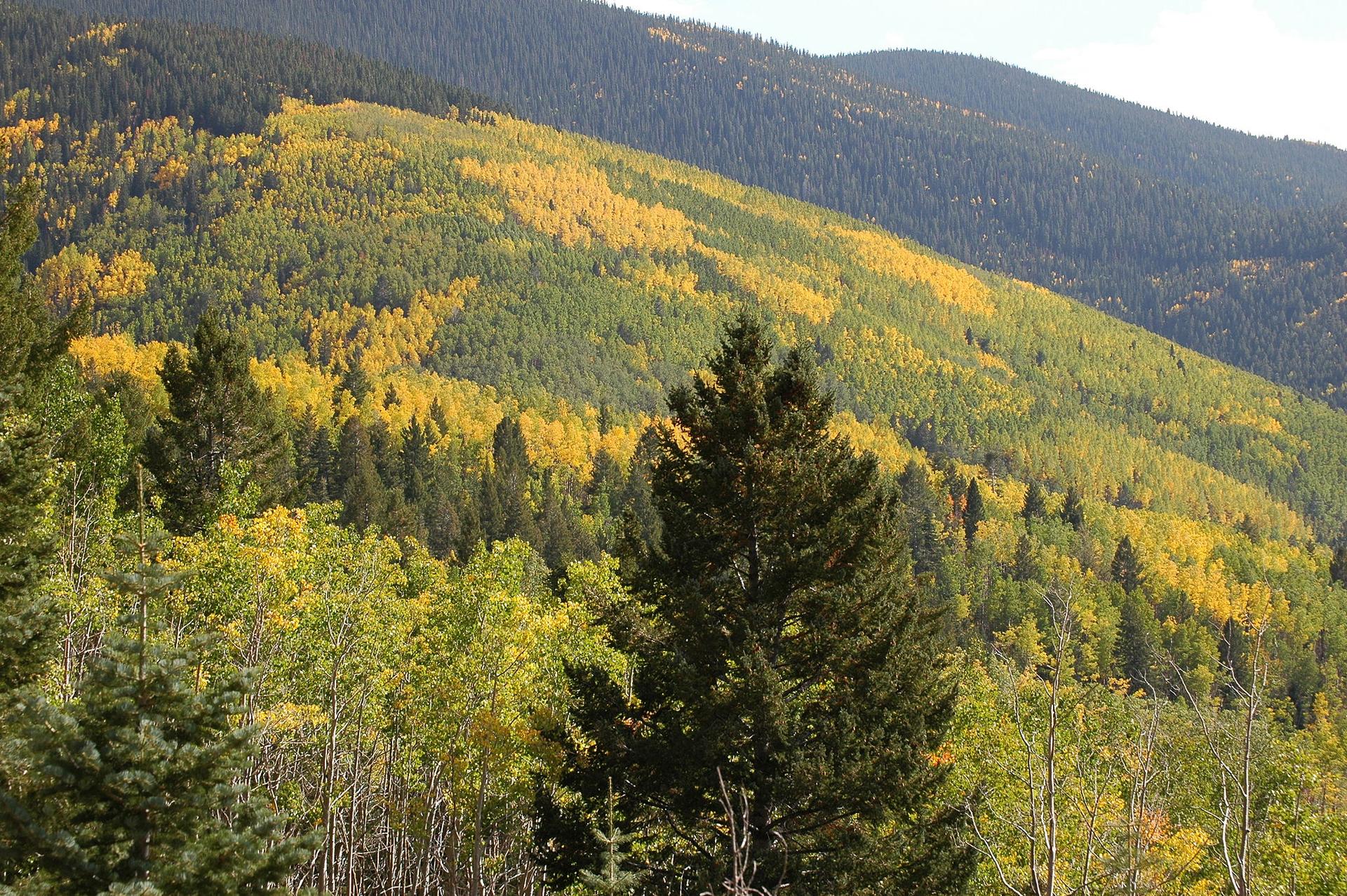 Mountain slope with evergreen and golden autumn trees under bright daylight.