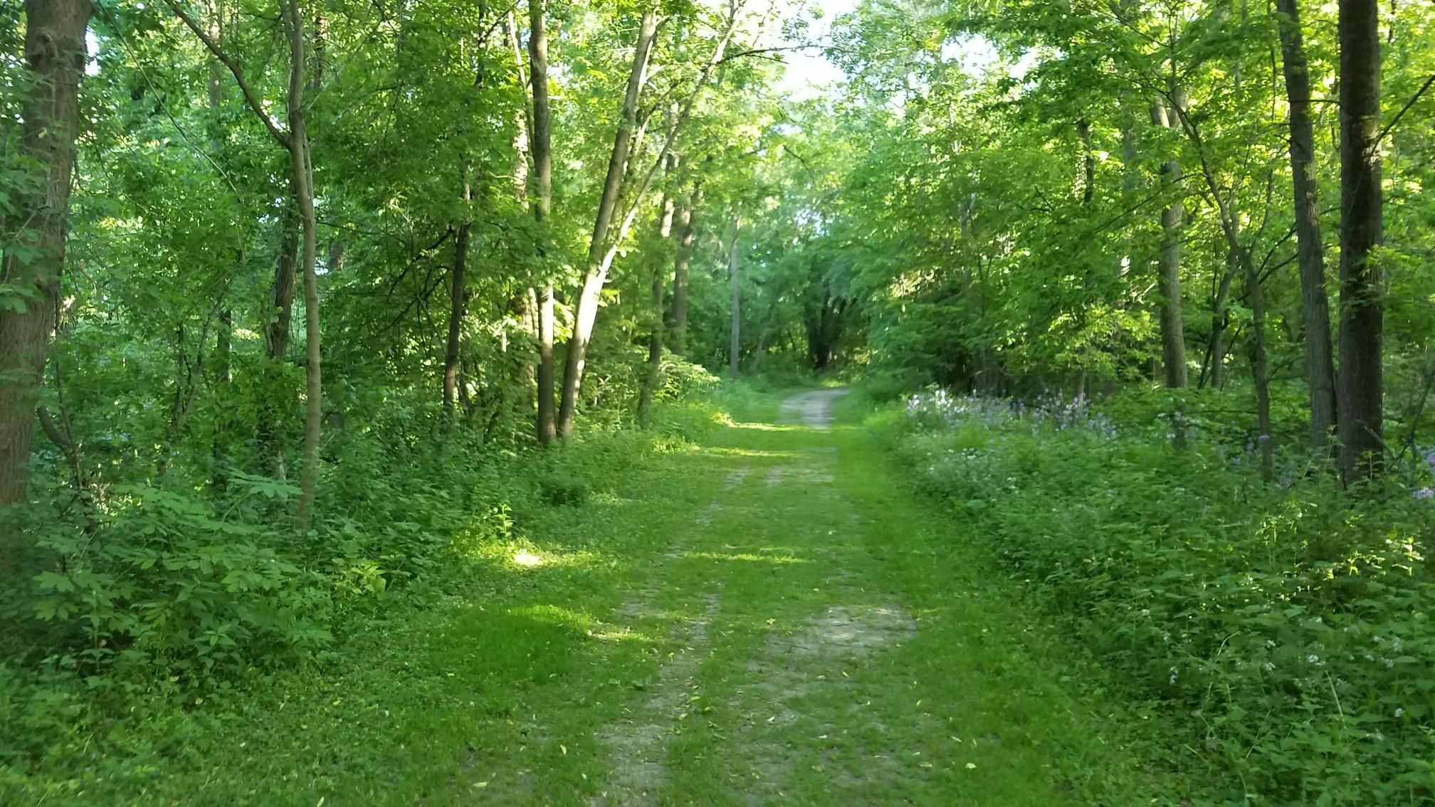 A sun-dappled grassy path winds through a dense, vibrant green forest. - Thompson County Park Loop