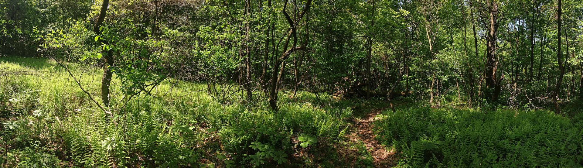 A narrow dirt path winds through a vibrant, sunlit green forest.