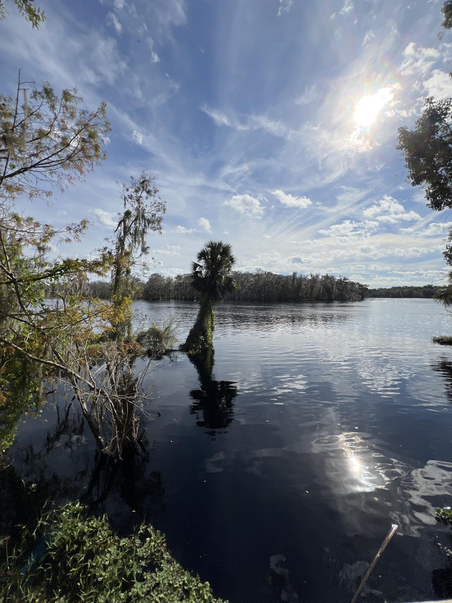 Sunny river with a palm tree in the water, bright sky.
