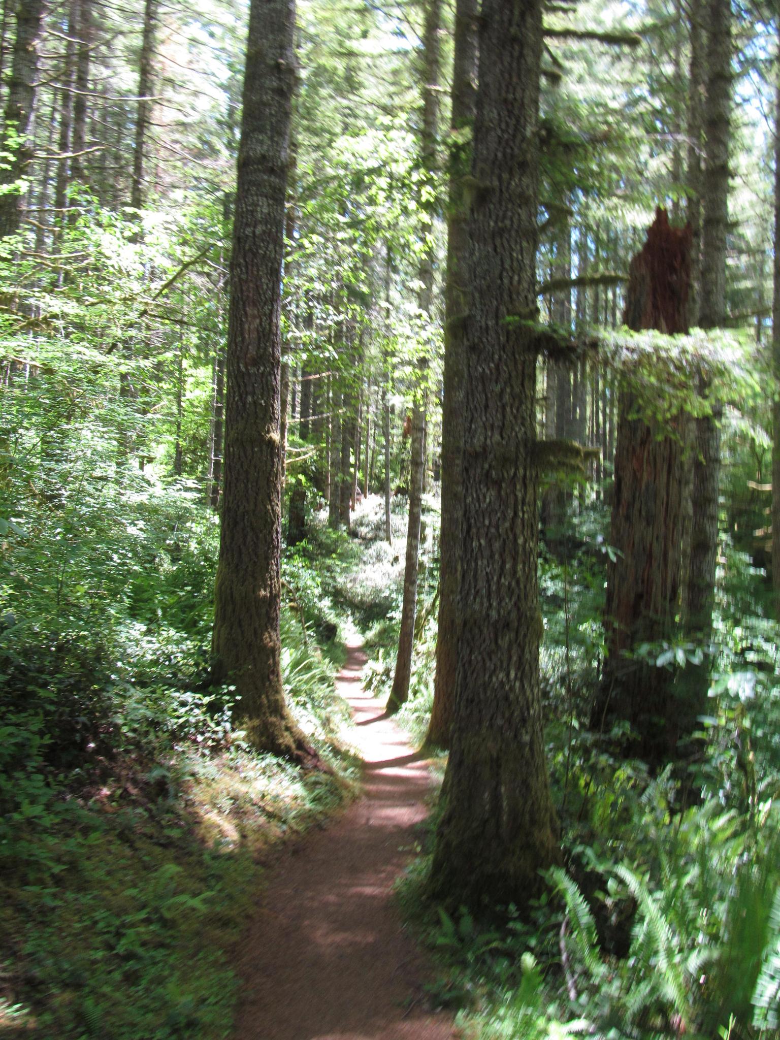 A narrow dirt trail through a dense forest with tall trees and bright light.