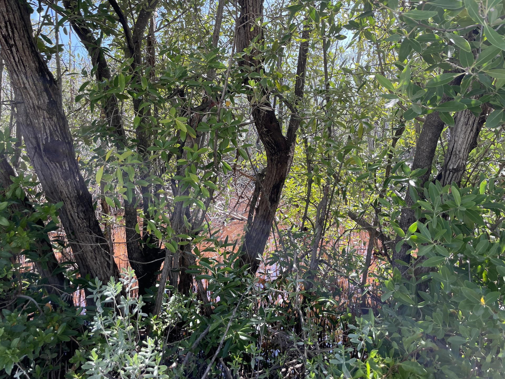 Dense green foliage and tree trunks, with glimpses of reddish water.