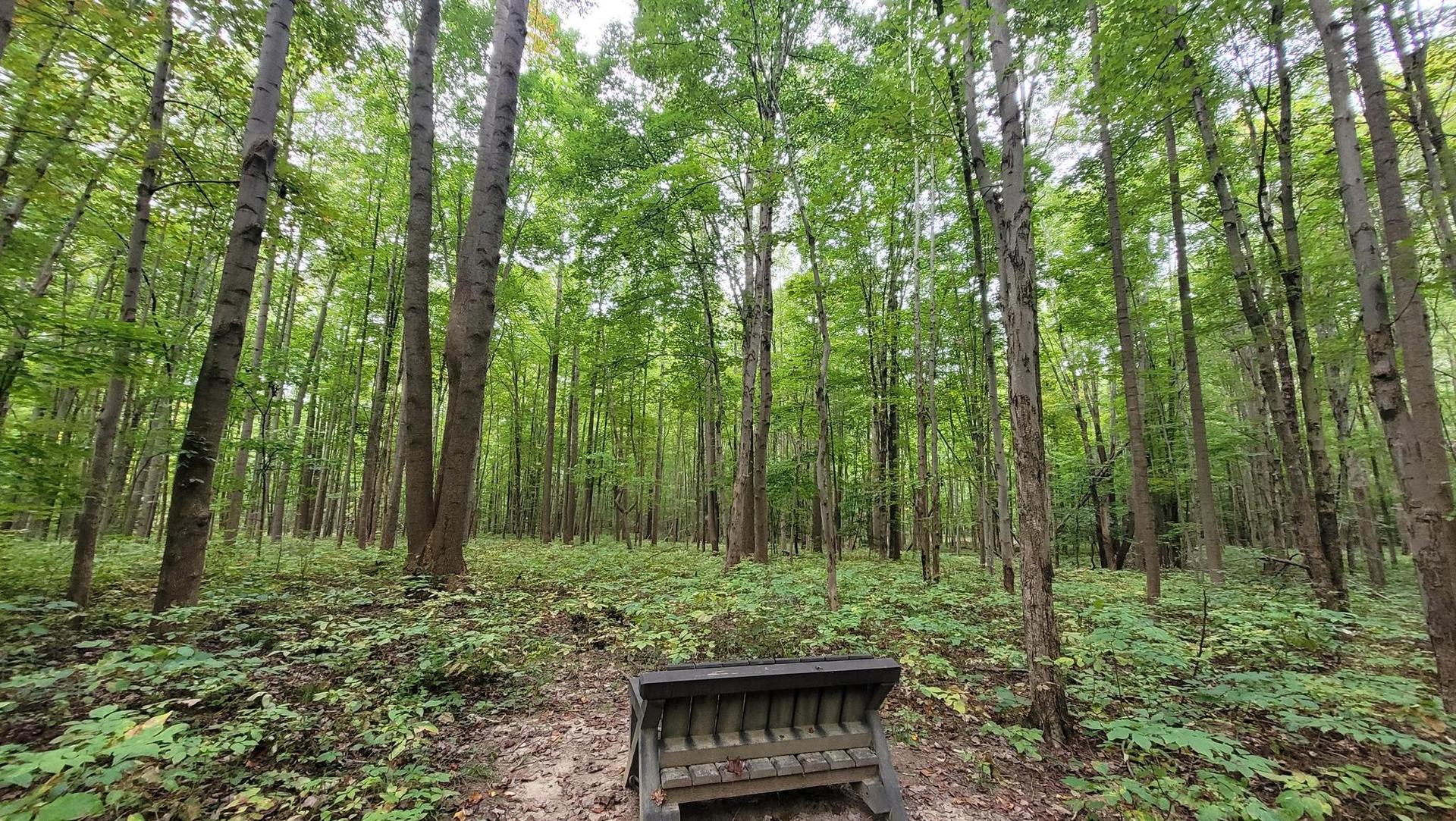 Tall trees in a dense, green forest with a wooden bench in the foreground.