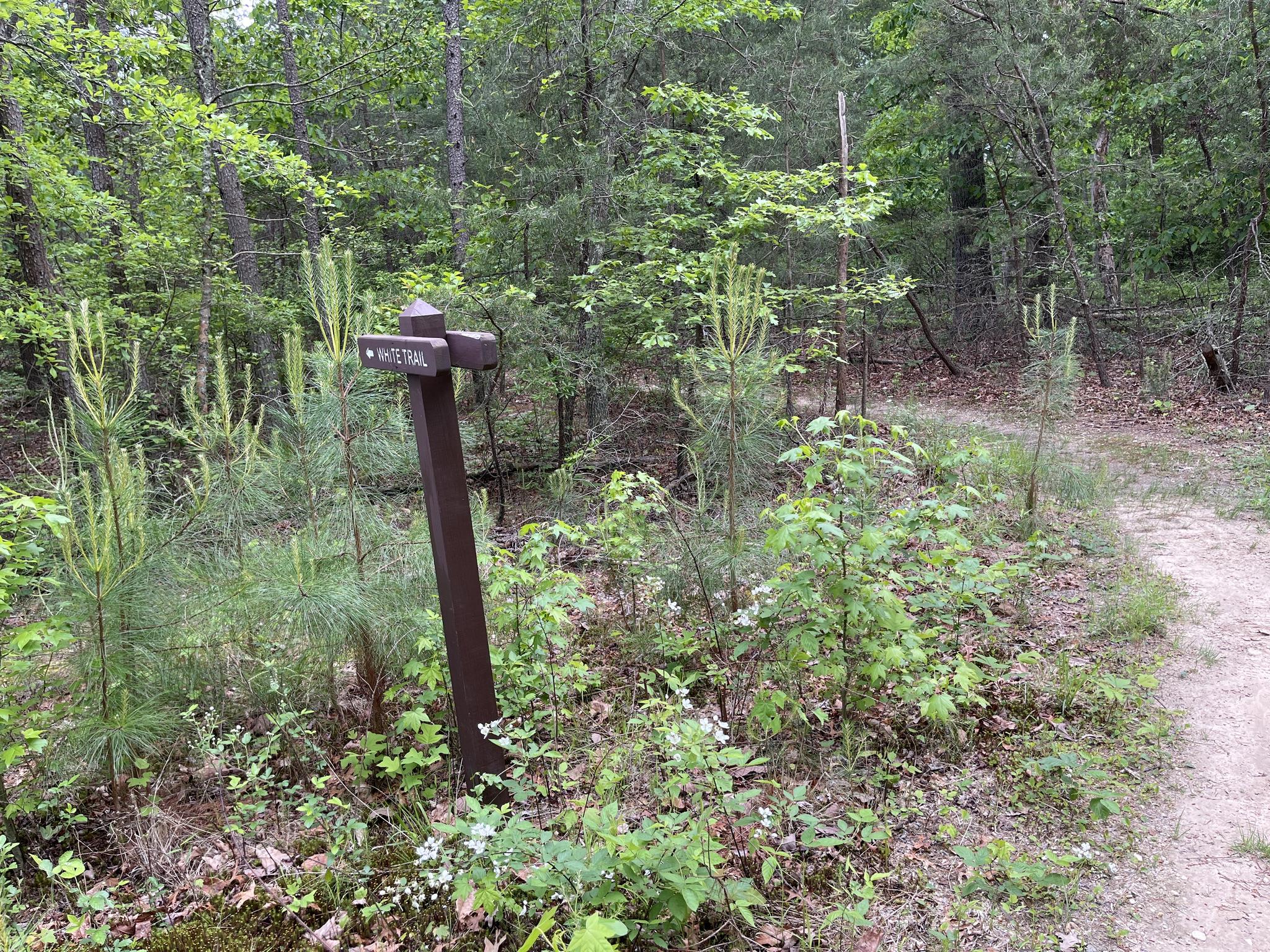A wooden trail sign points left on a dirt path in a green forest.