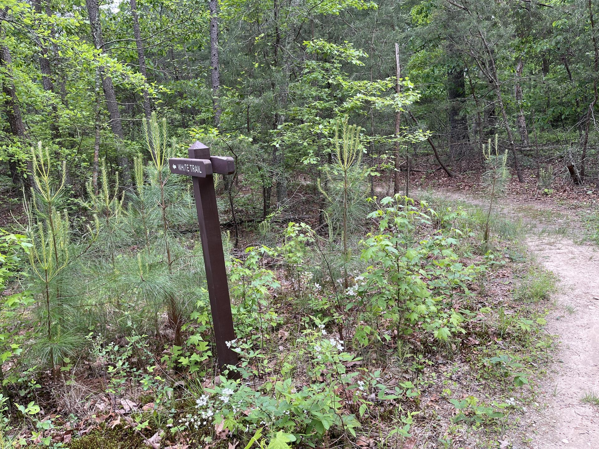 A wooden trail sign points left on a dirt path in a green forest.