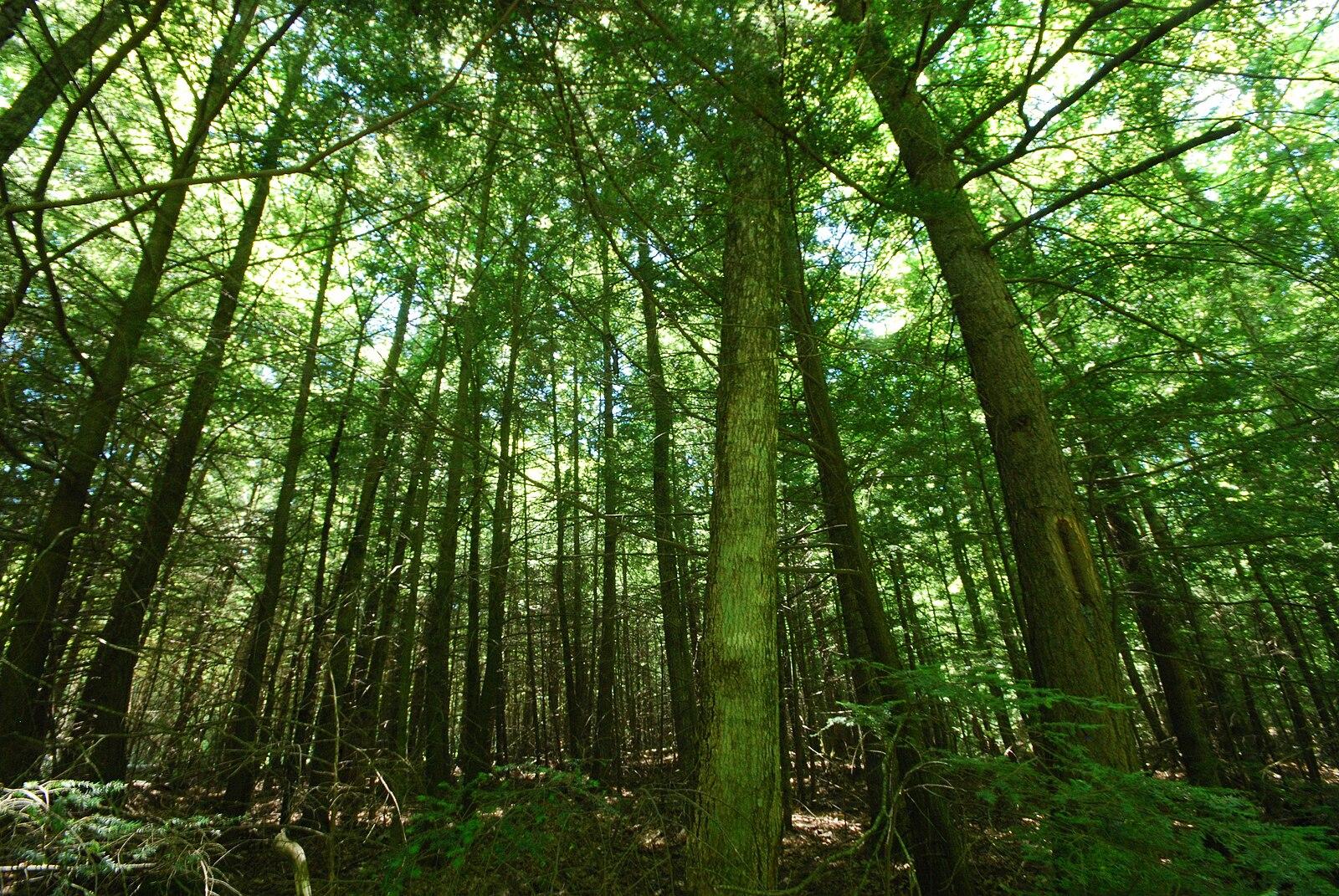Looking up at tall, dense green trees in a sunlit forest.