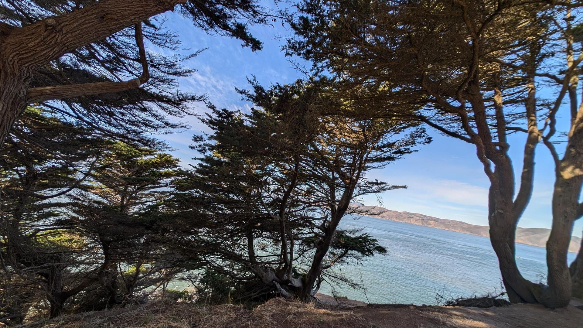 Wind-swept trees overlooking a blue bay and distant hills, sunny.