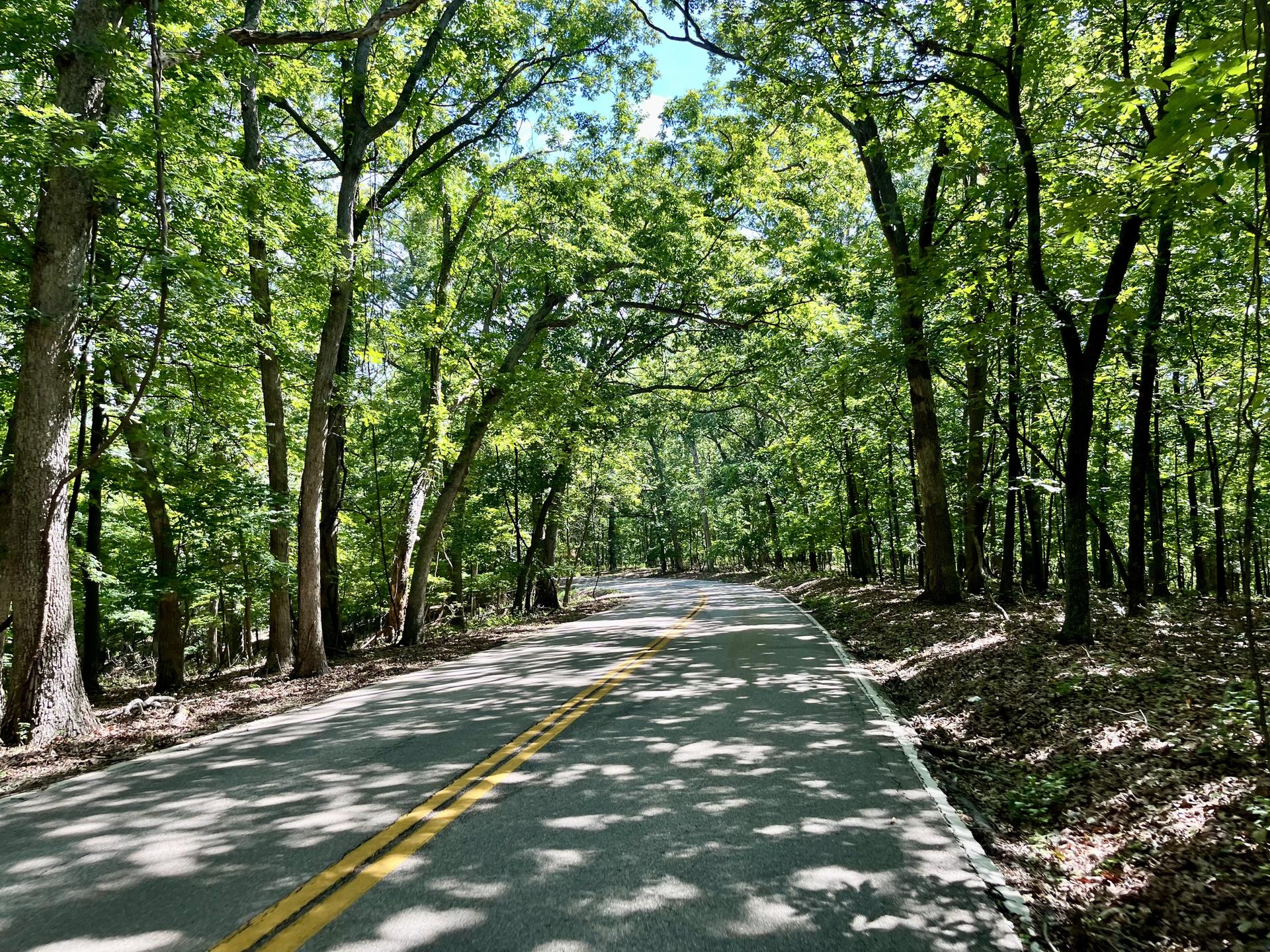 A shaded road winding through a dense, sunlit green forest.