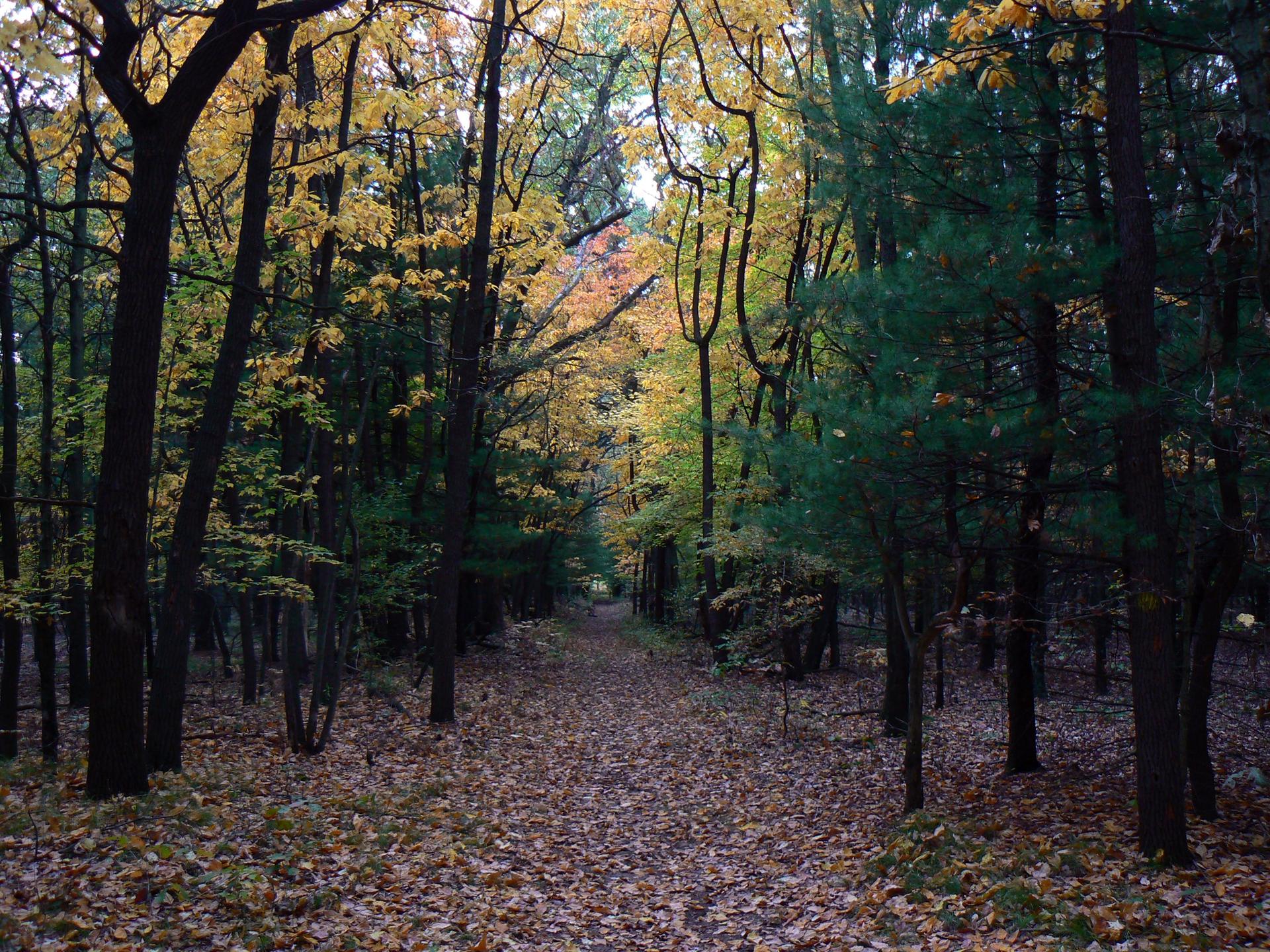 Leaf-covered forest path with trees displaying autumn colors under dim light.