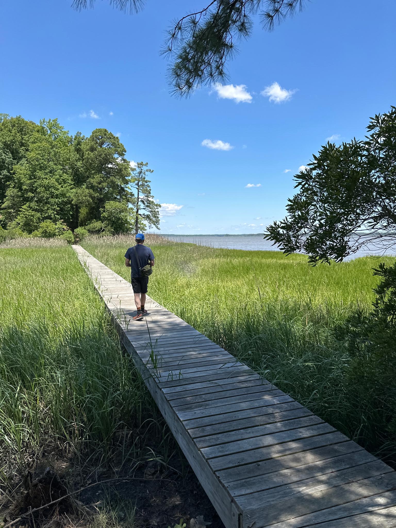 A person walks on a boardwalk through a sunny marsh towards water.