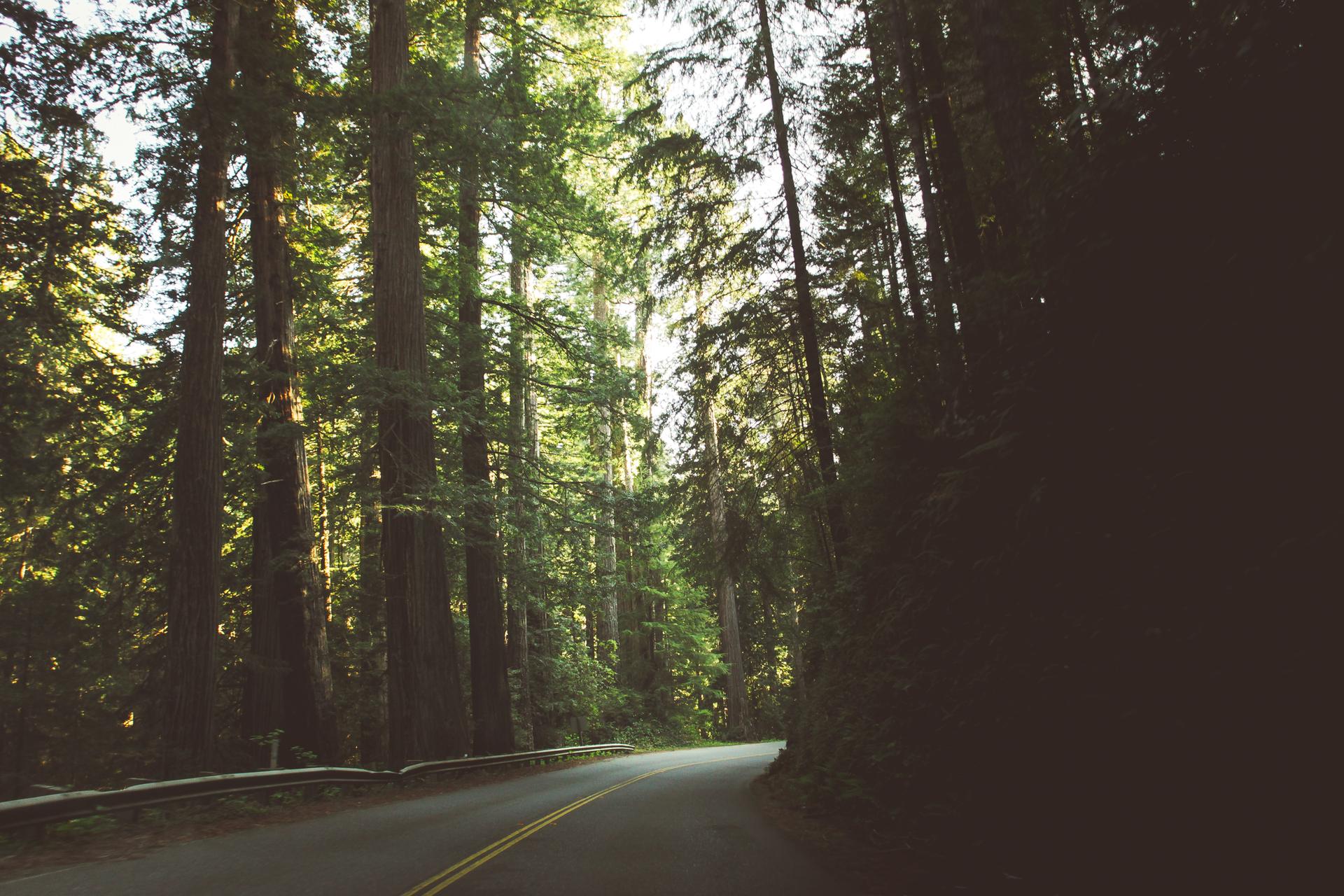 Paved road winding through a dense forest with tall trees.