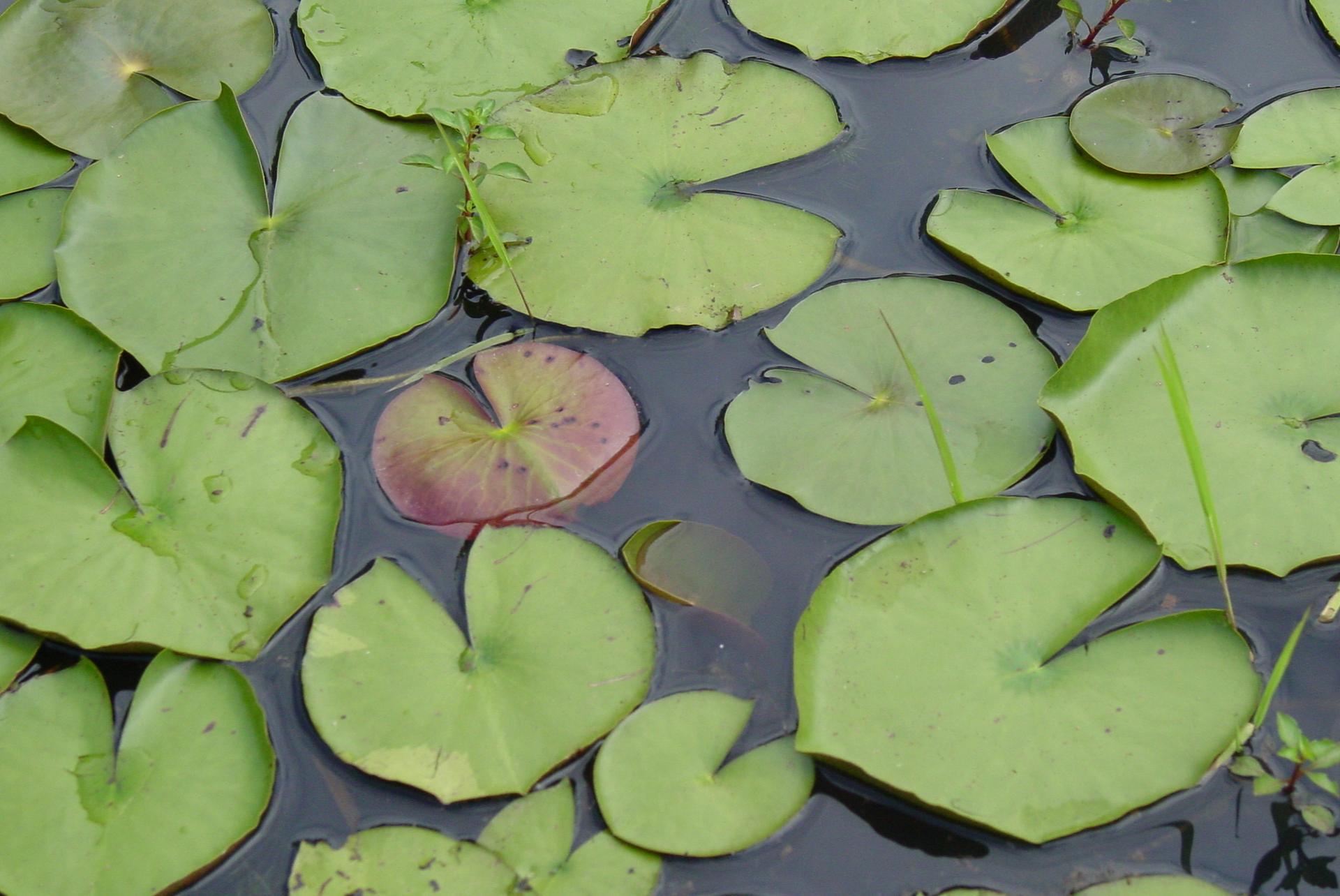 Green and reddish lily pads float on dark water.