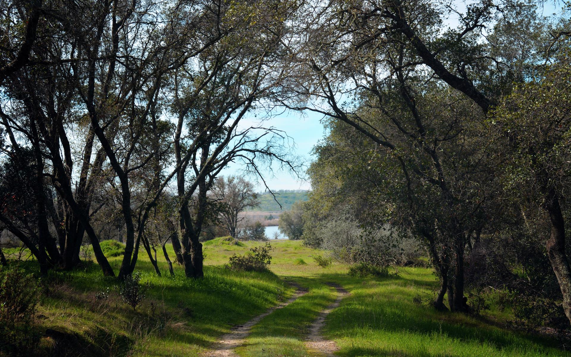 Dirt path winding through a forest of trees towards distant water.