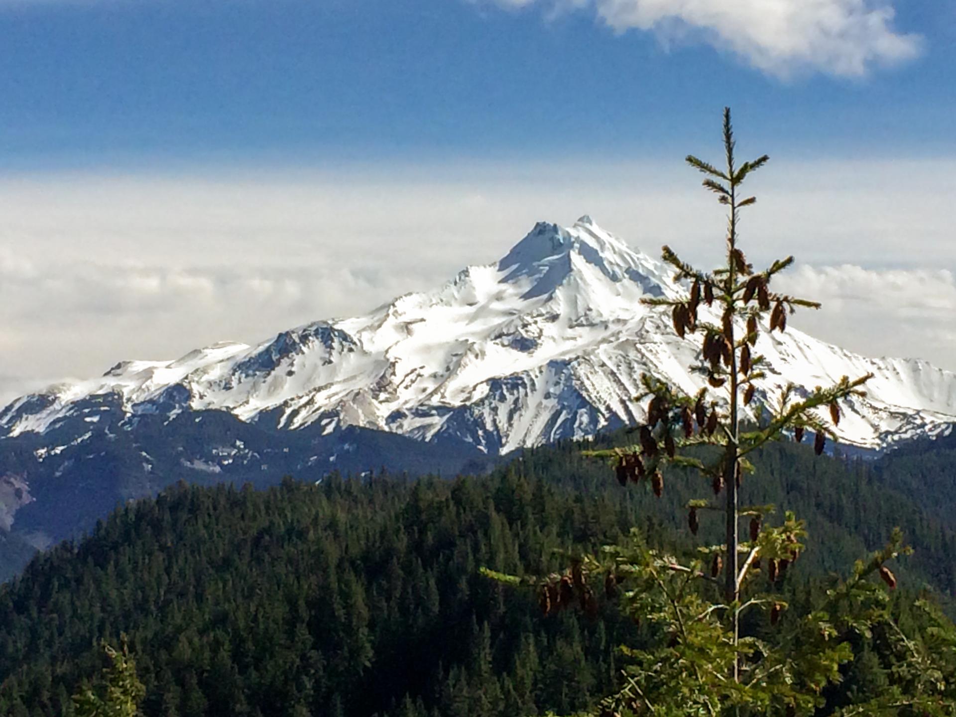 A snow-capped mountain peak under a blue sky, with a pine tree.