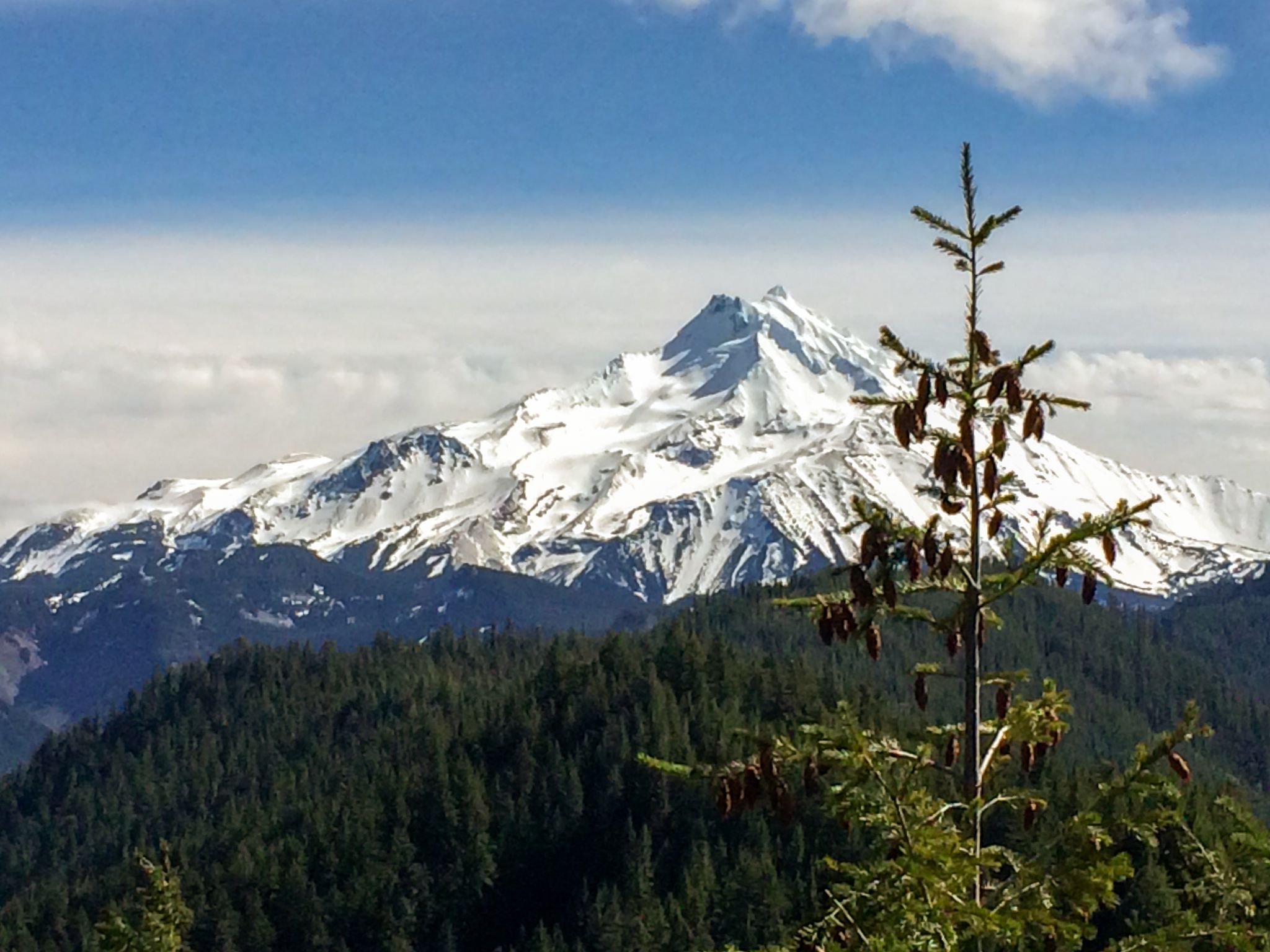 A snow-capped mountain peak under a blue sky, with a pine tree. - Devils Peak via Devils Ridge Trail loop