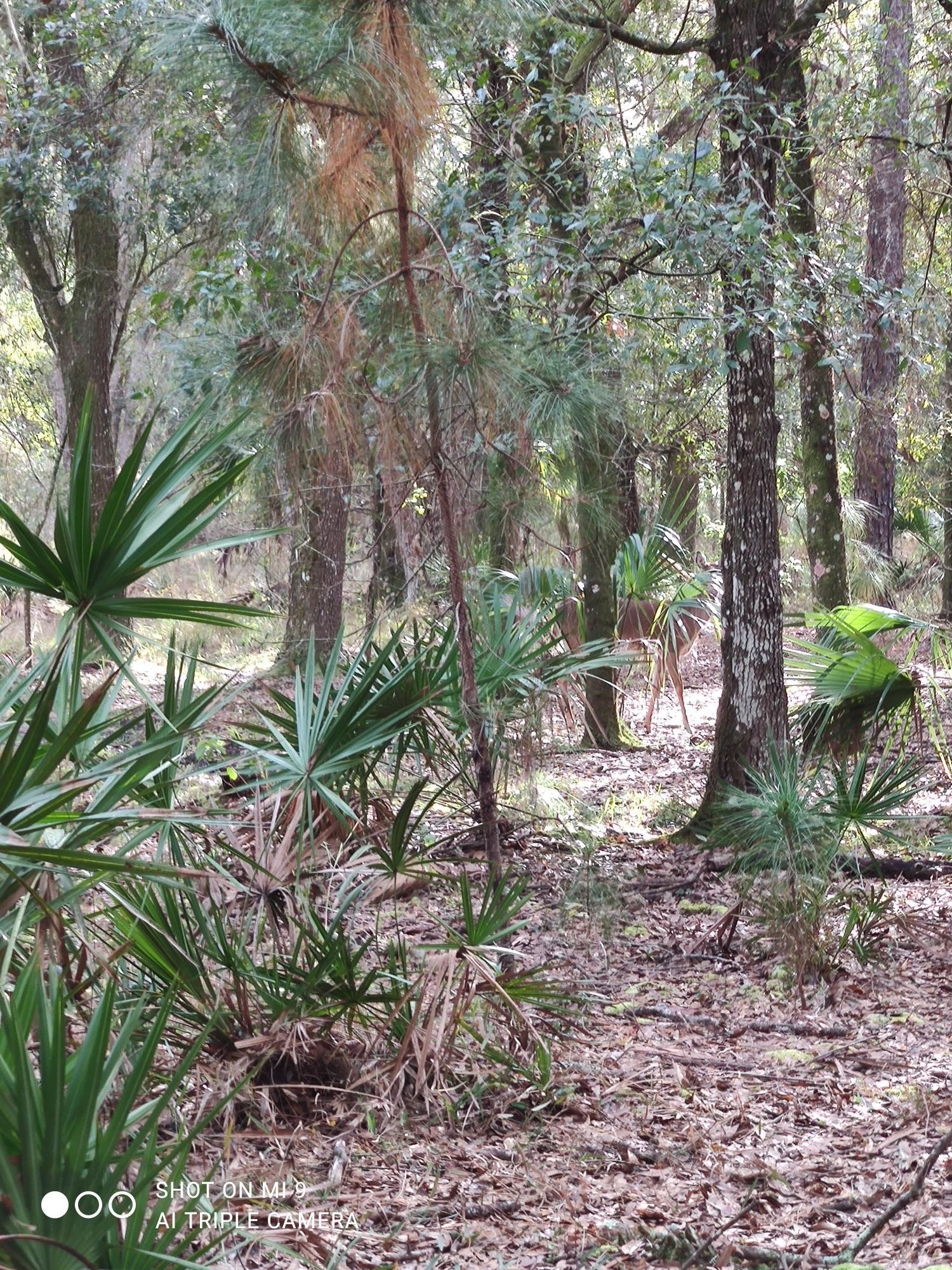 Dense forest undergrowth with palm-like plants and tall tree trunks.