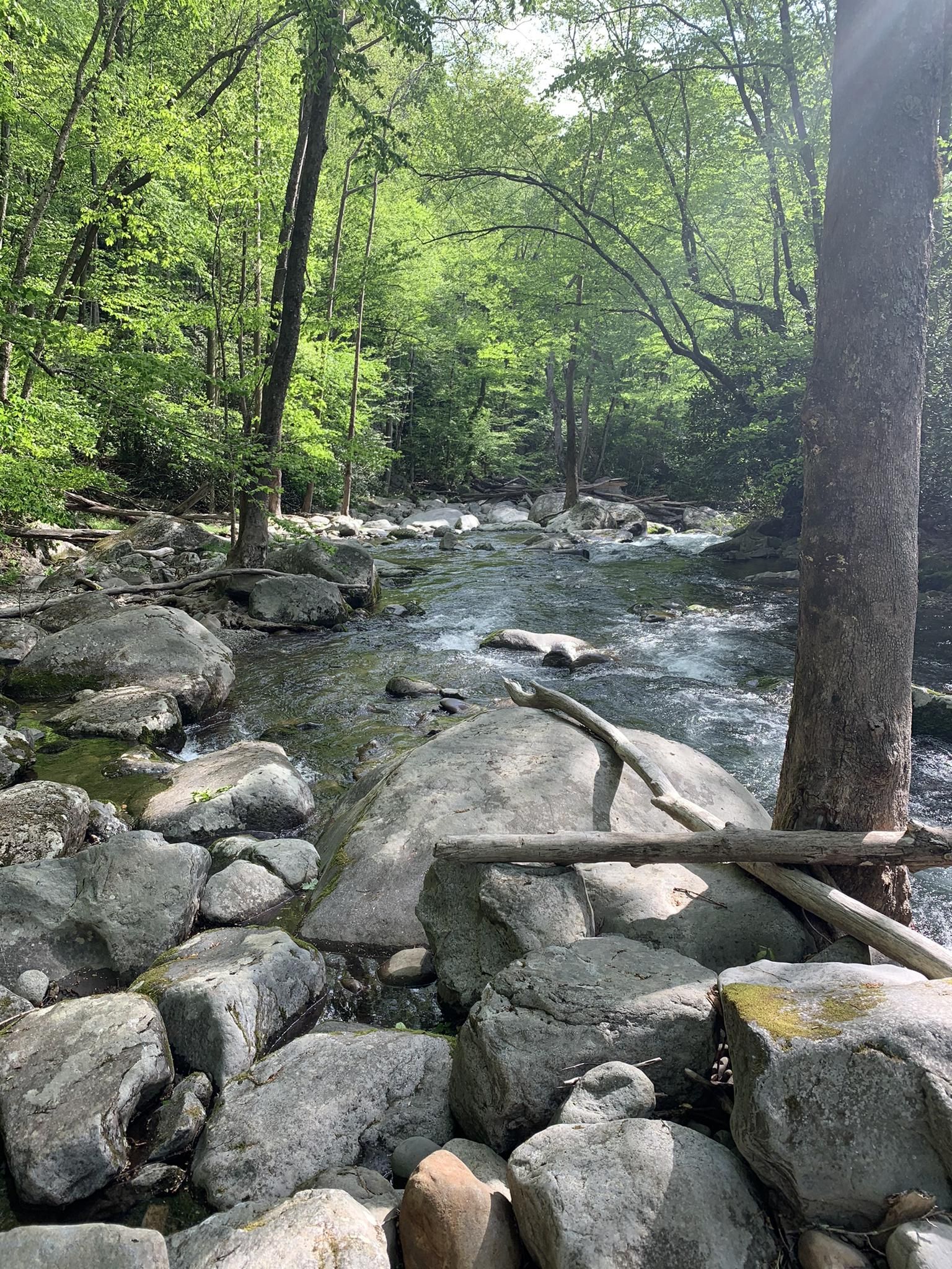 A rocky river flows through a vibrant green sunlit forest. - Big Creek and Mount Sterling Loop