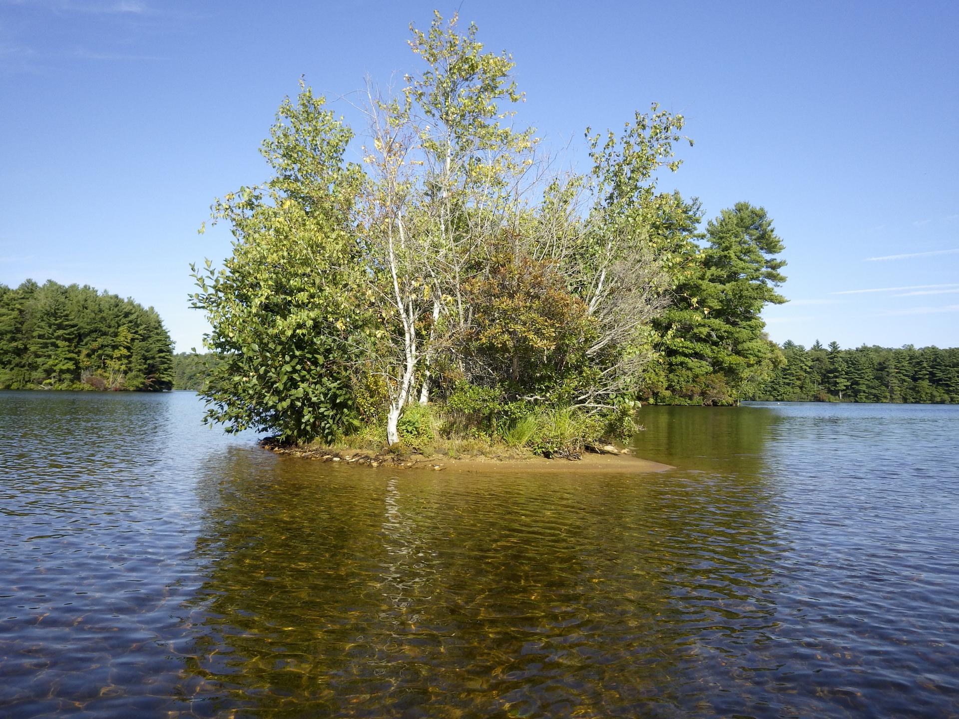 Small tree-covered island in a calm, sunlit lake under a clear blue sky.
