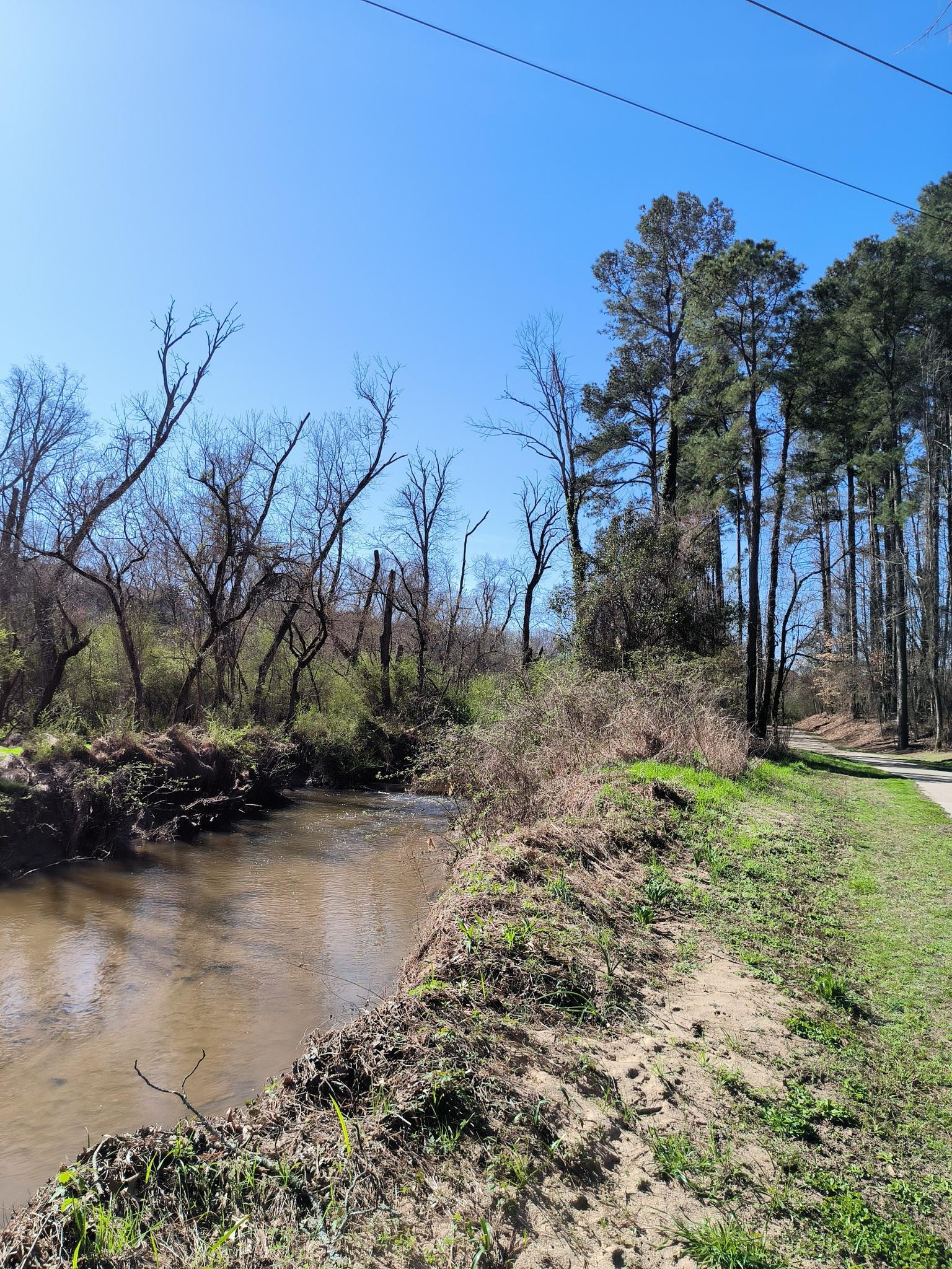 A sunny landscape with a muddy stream, bare trees, and a paved path.