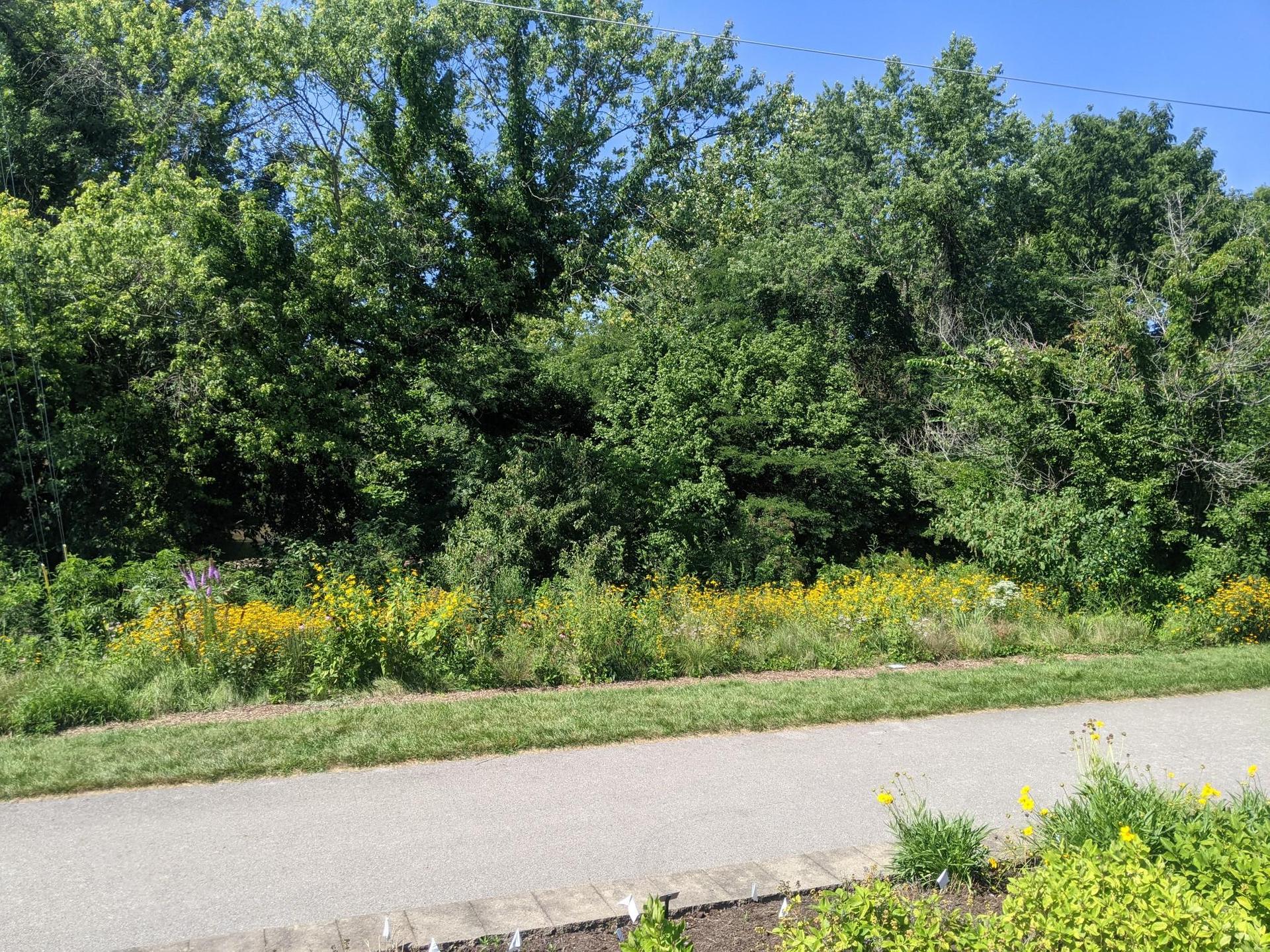 Paved road beside a grassy verge with yellow wildflowers and dense trees.