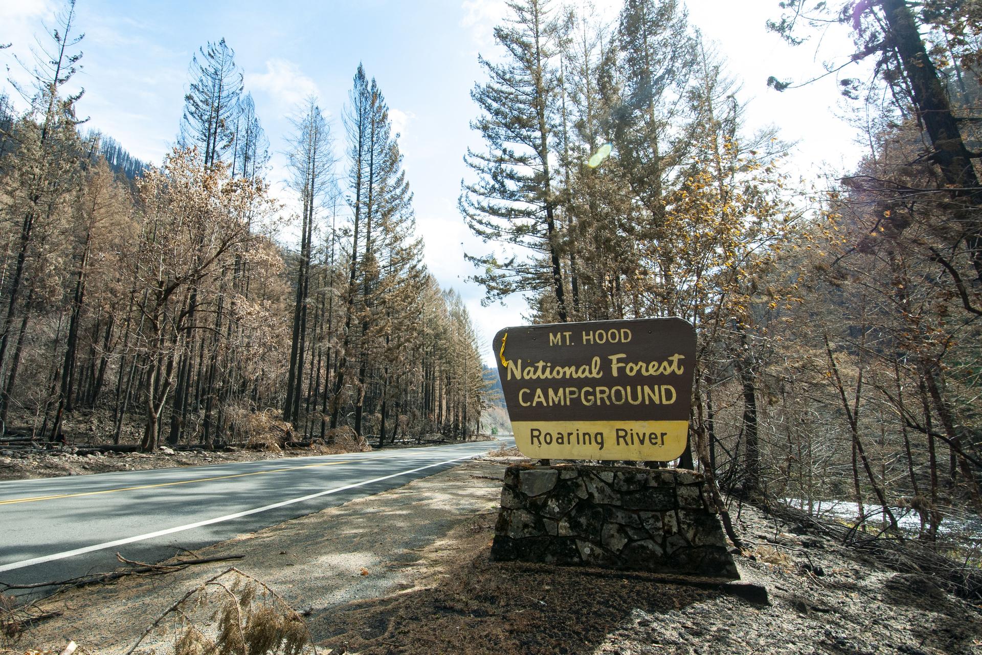 A brown campground sign stands beside a road through a forest of burnt trees.