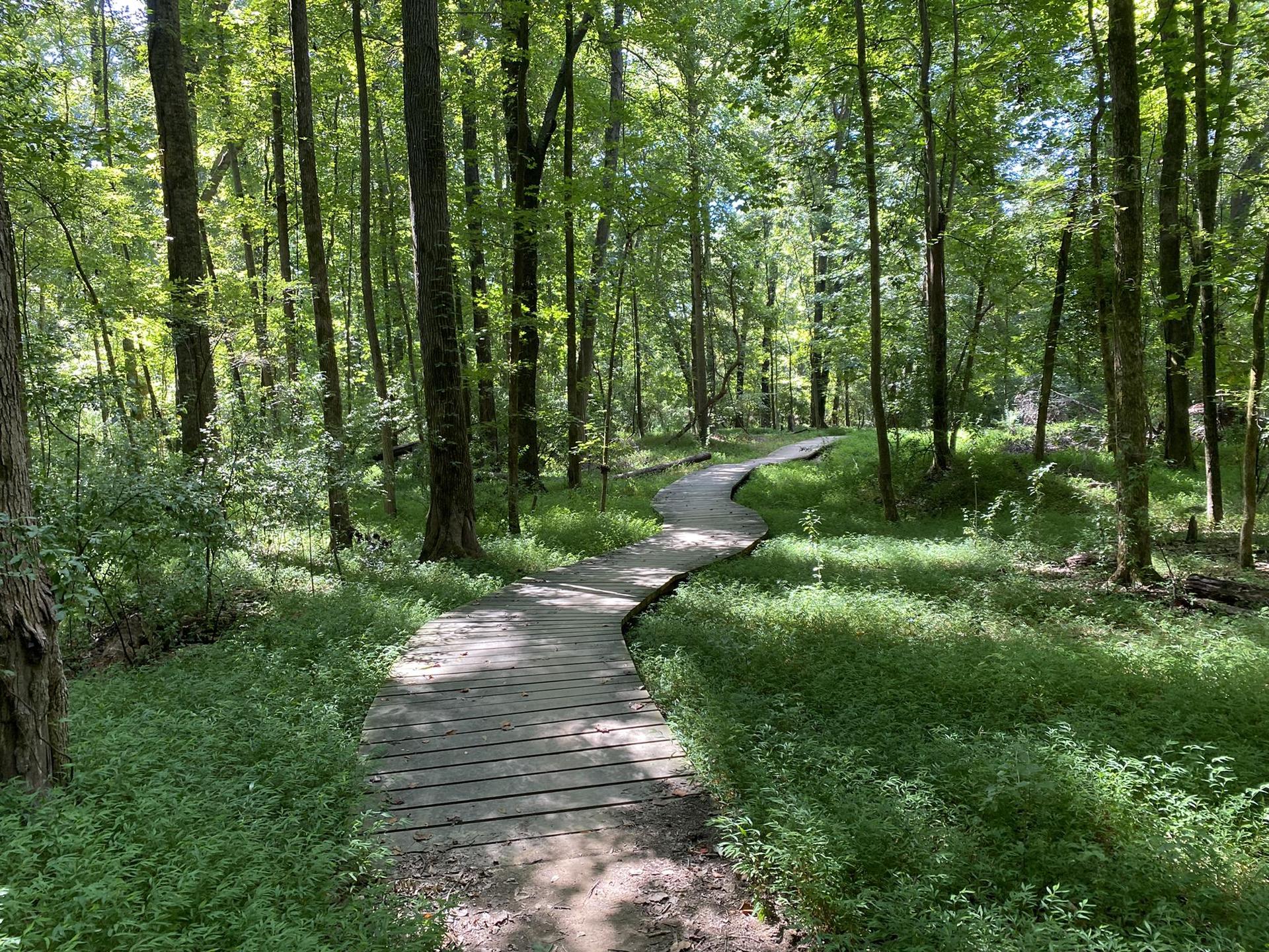 Winding wooden boardwalk through a lush, sun-dappled green forest.