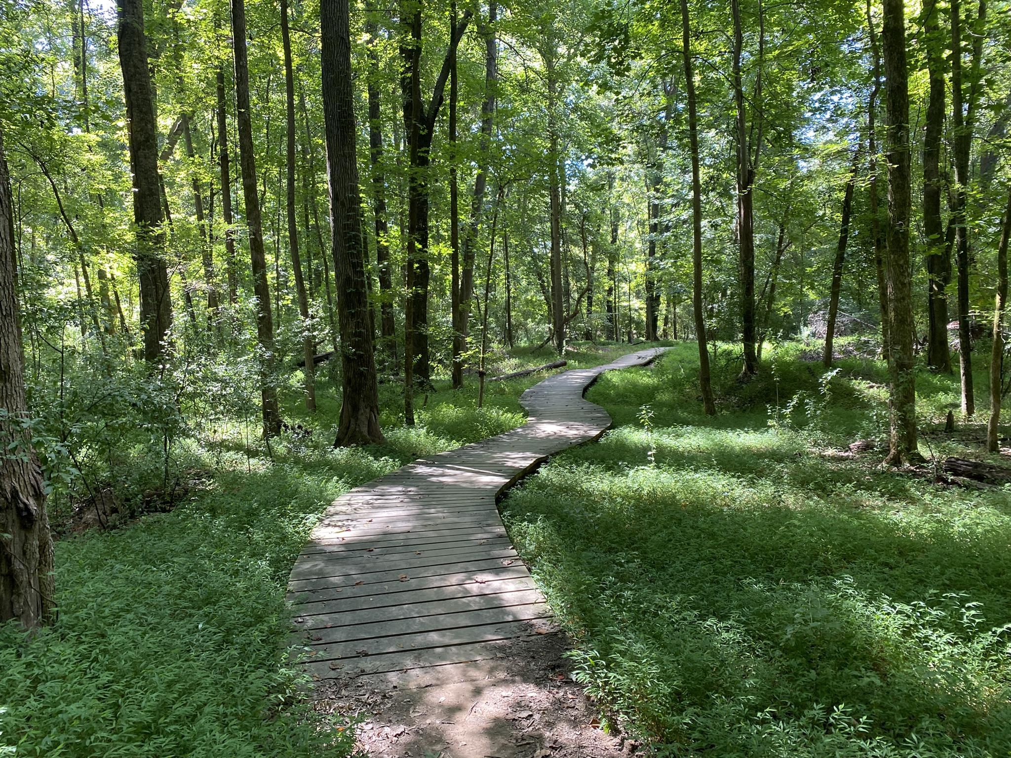 Winding wooden boardwalk through a lush, sun-dappled green forest. - Spratt Memorial Bridge – Founder's Trail loop from Baxter Village