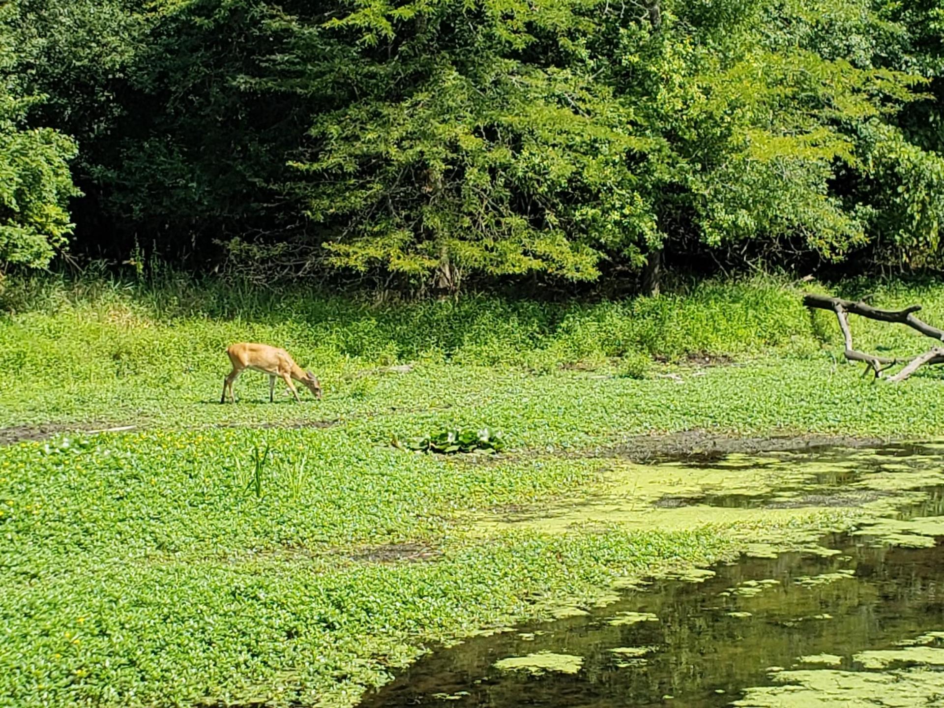 A deer grazes in a sunny green field beside a pond with trees.