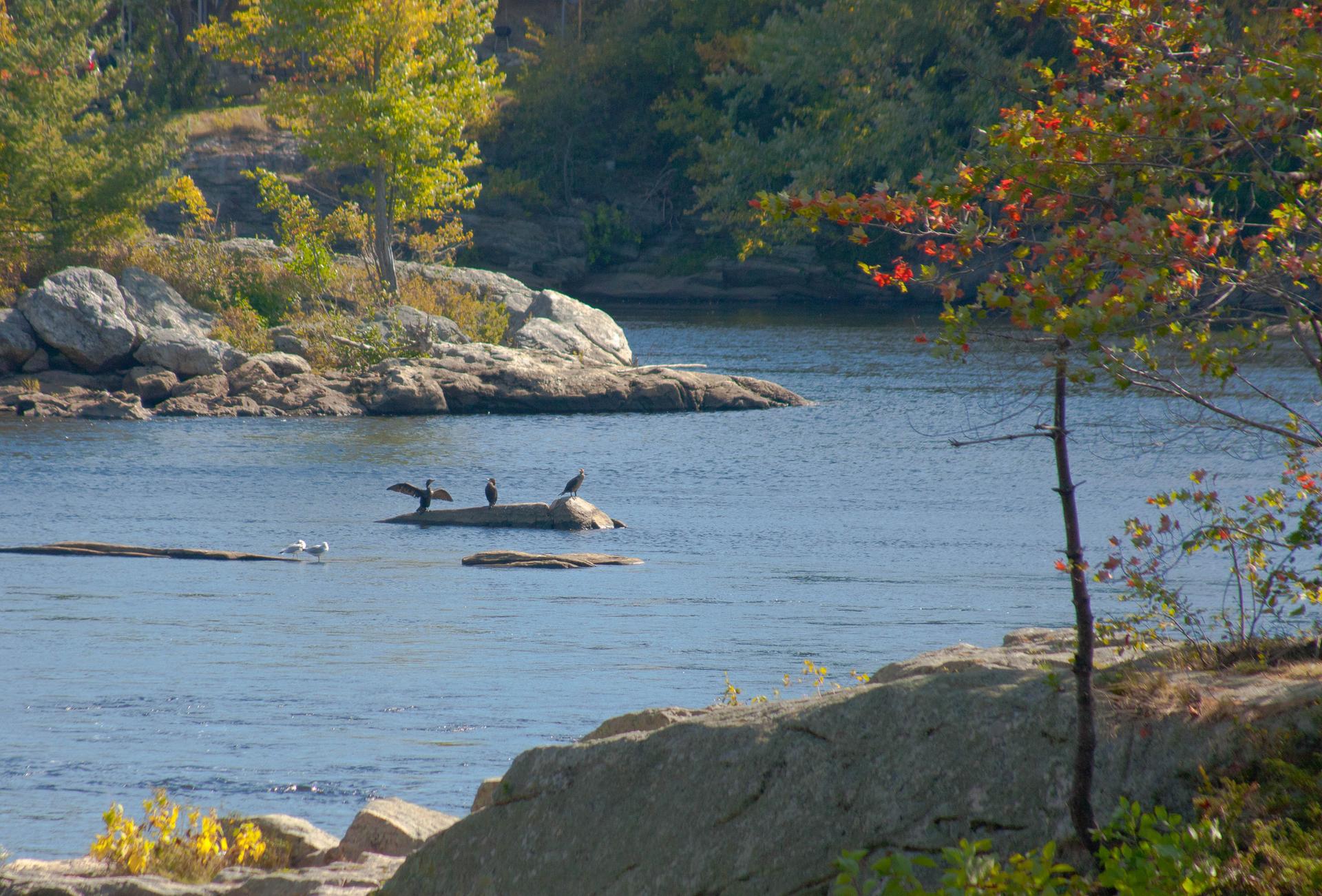 Several birds rest on a log in a wide, sunny river with rocky shores.