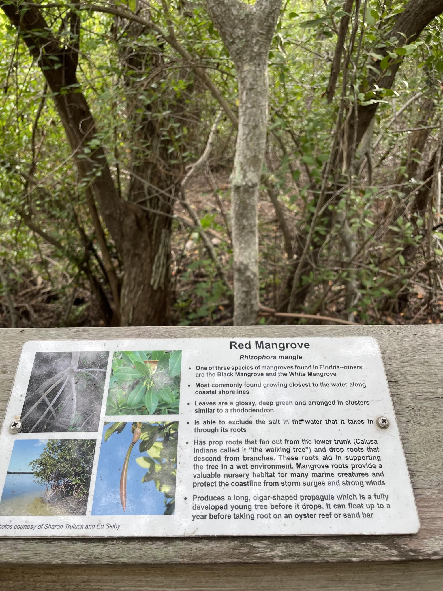 A close-up of an informational sign about mangroves, with dense foliage behind. - Clam Pass Boardwalk Loop