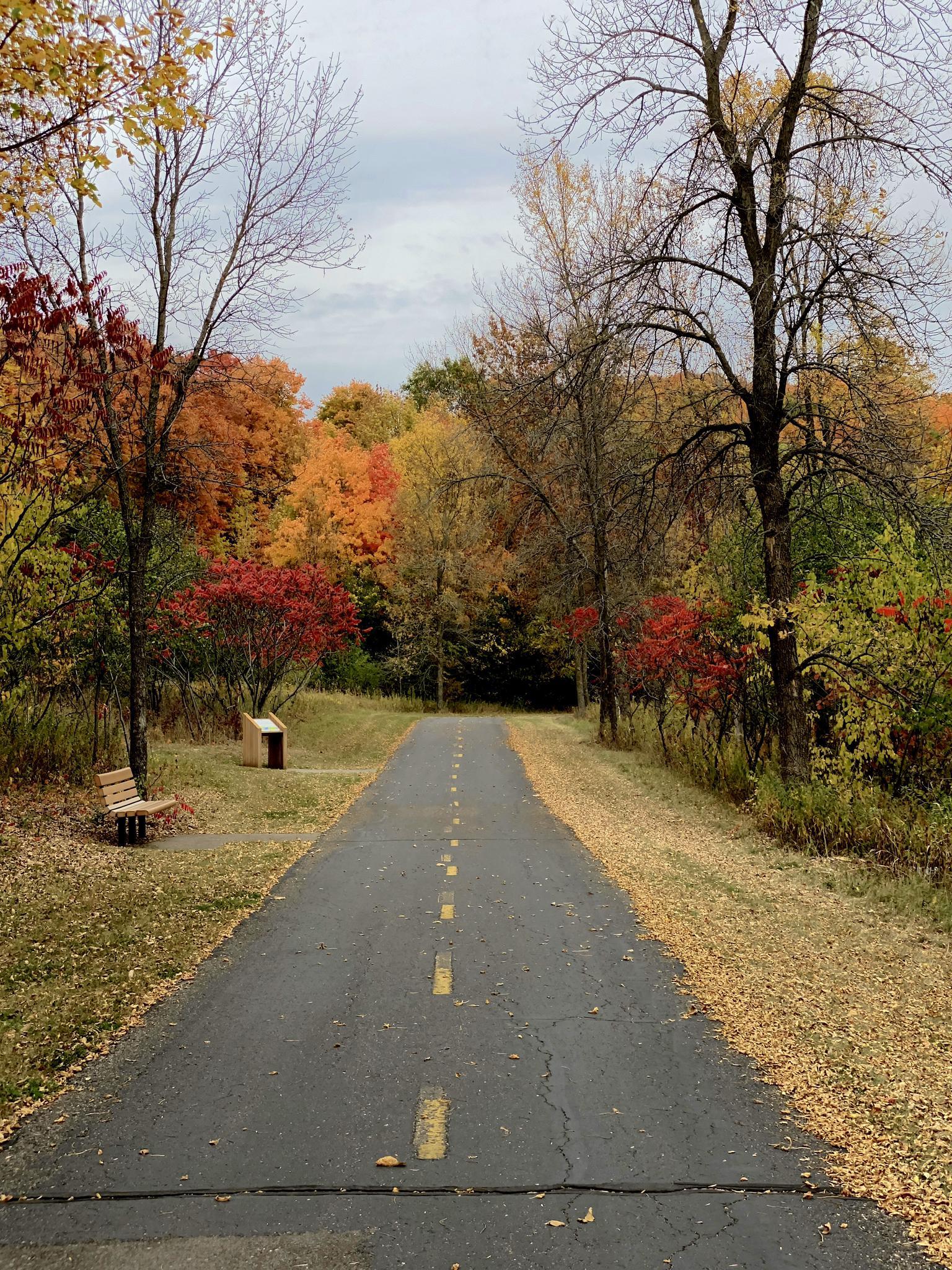 Paved path through vibrant autumn trees, with a wooden bench.