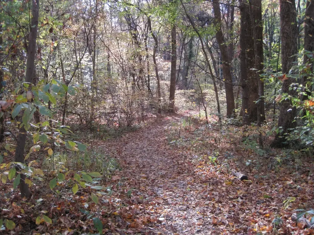 A sunlit, leaf-covered path winding through an autumn forest.