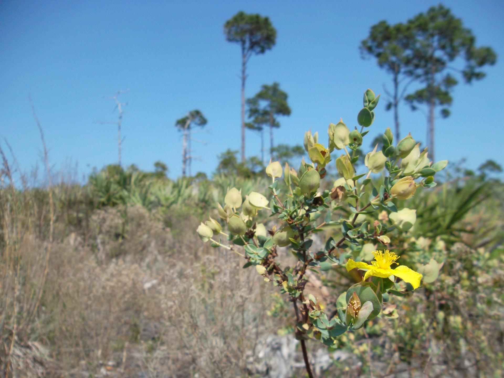 Close-up of a plant with yellow flowers in a dry, sunny landscape with pine trees.