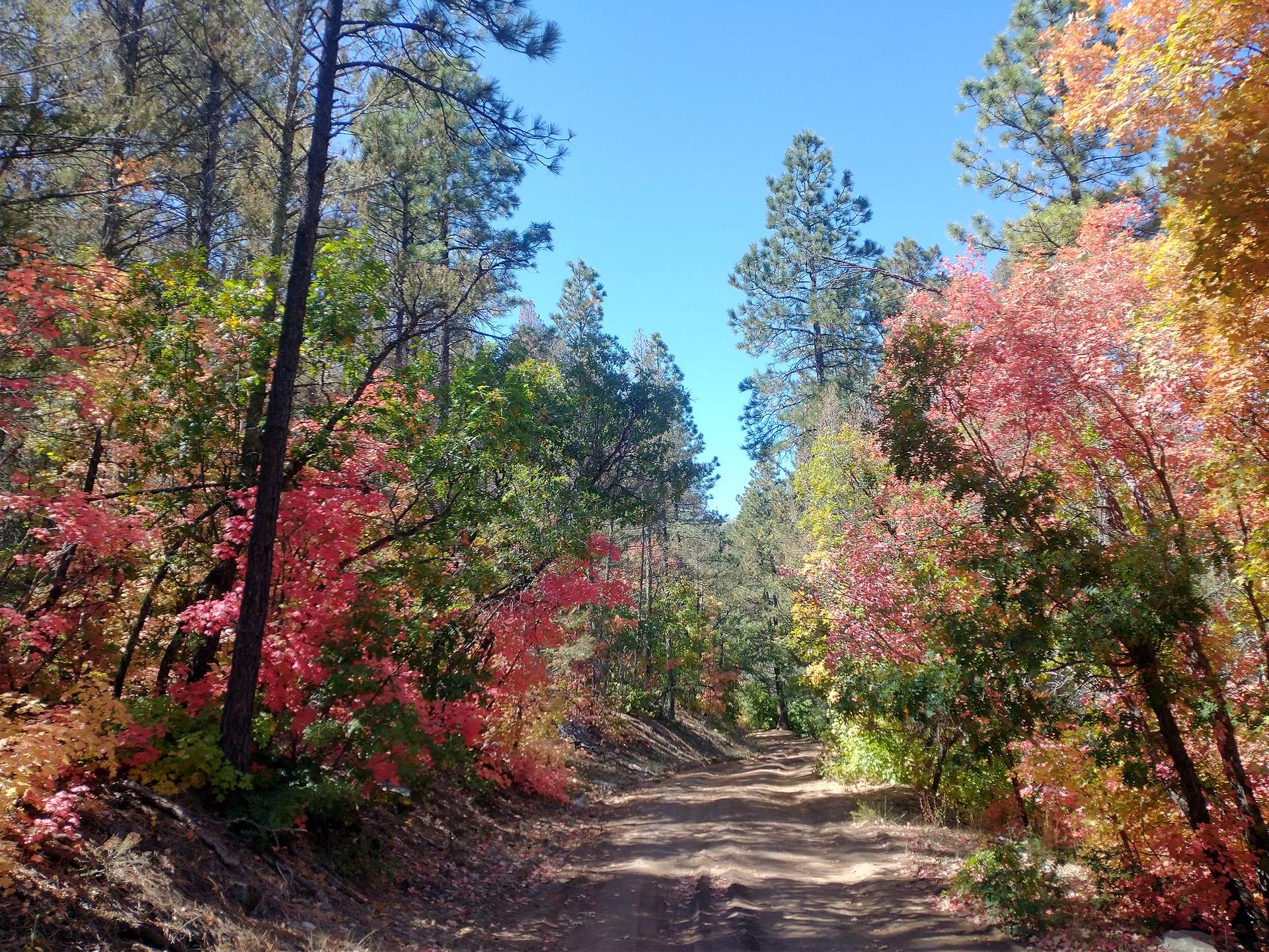 Dirt path winding through a vibrant forest with colorful fall foliage.