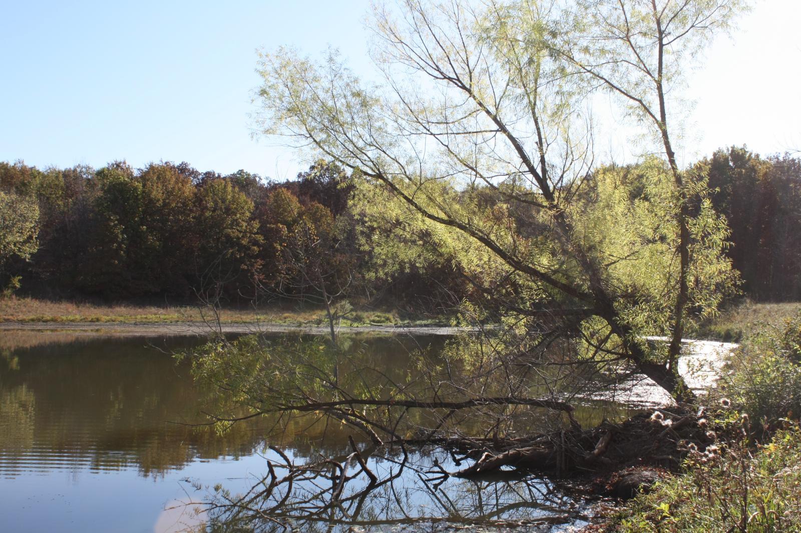 A calm lake with a leaning tree reflecting in the water, under bright sun.
