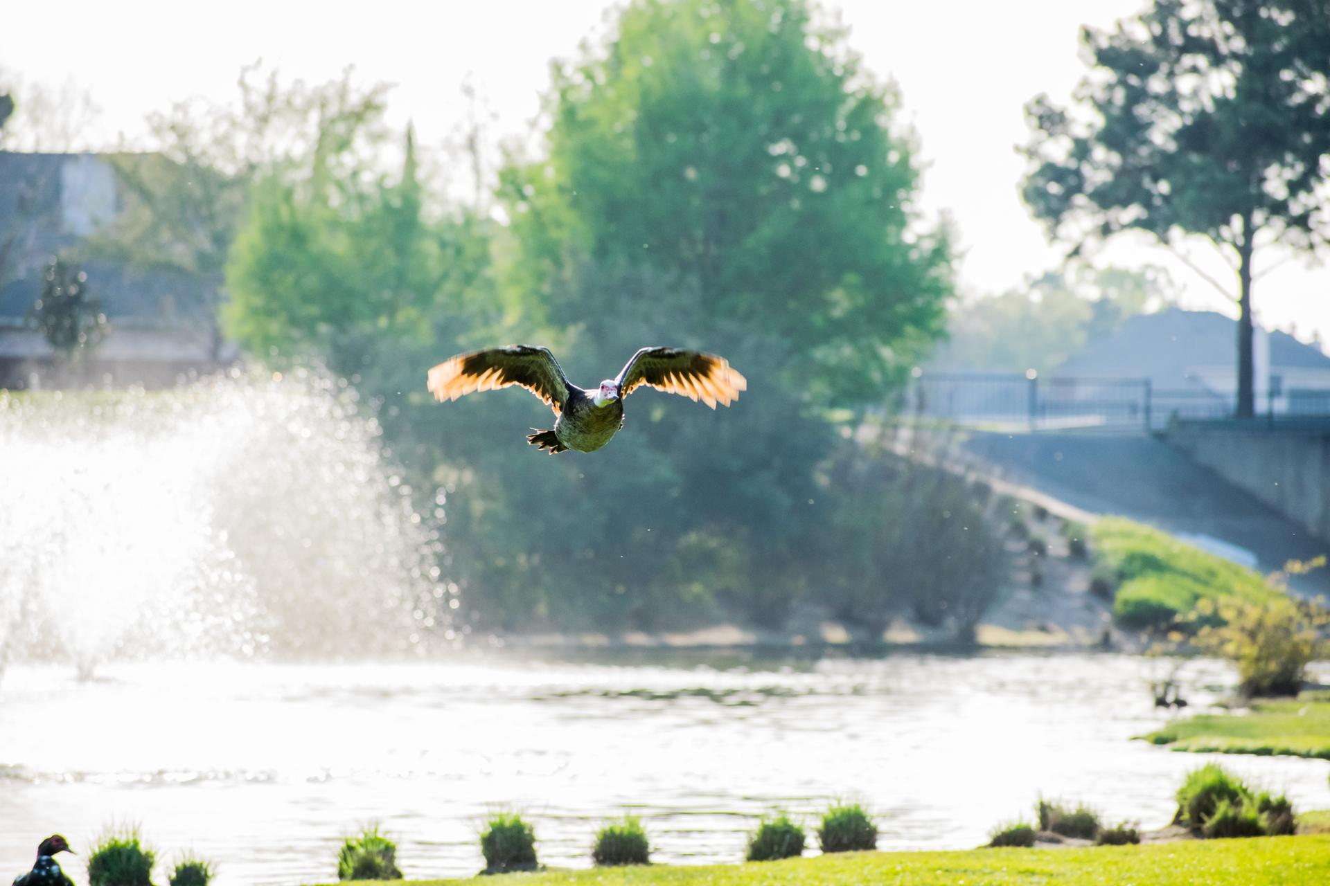 A duck flies over a sunny pond with a fountain and green trees.