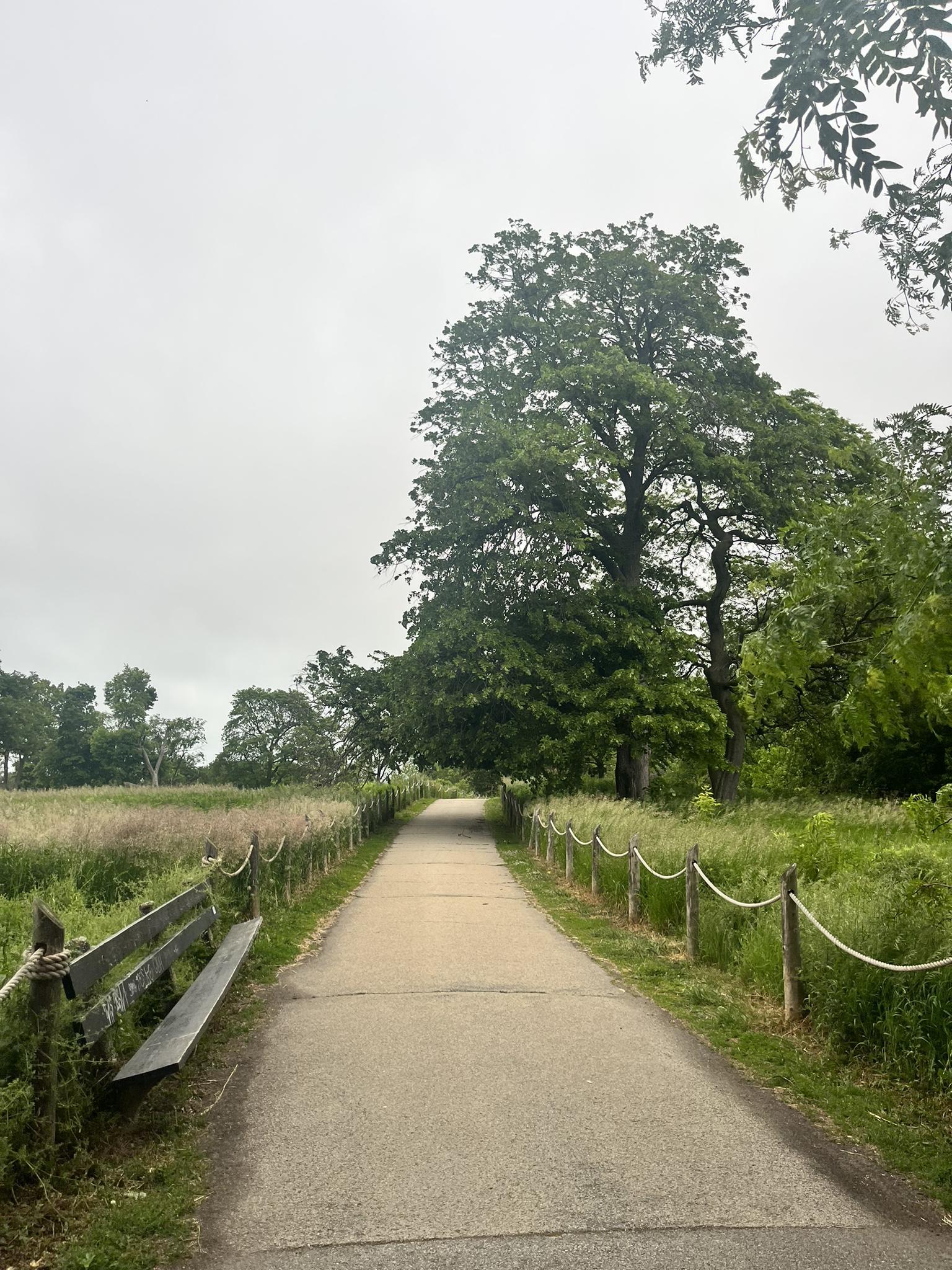 Paved path through a green field with large trees and a wooden bench.
